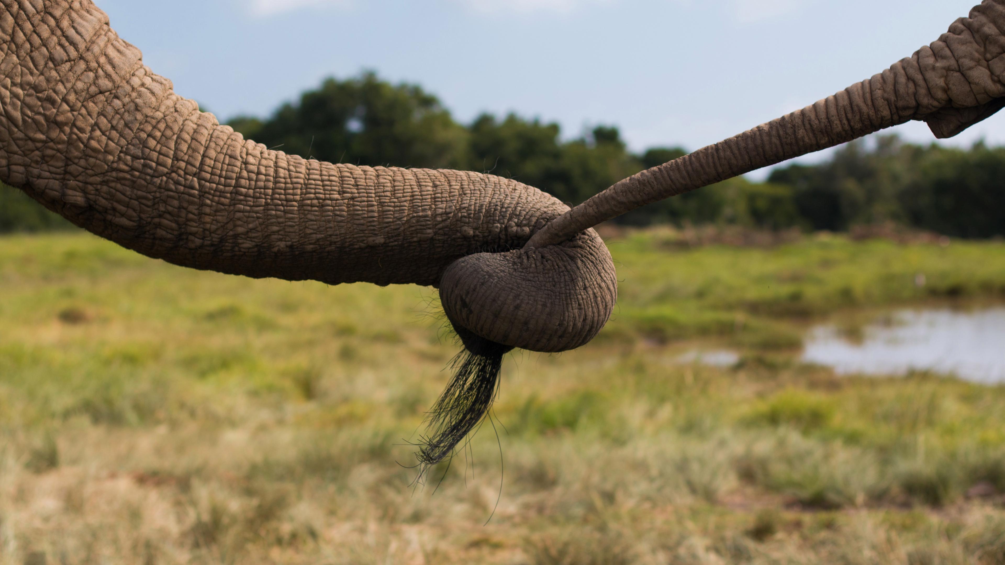 Как слоны управляются со своим хоботом