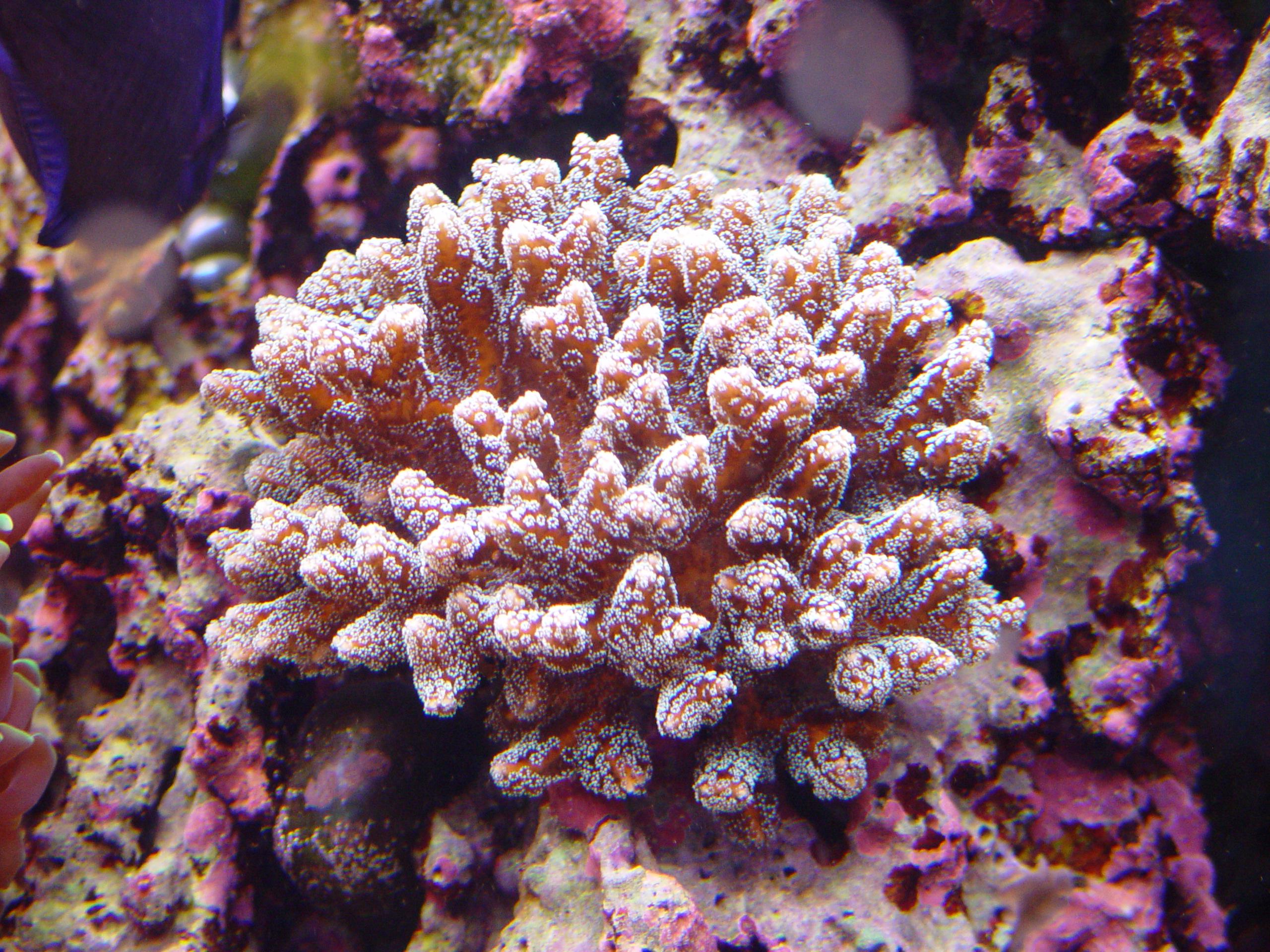 У коралловых полипов нашли два вида иммунных клеток