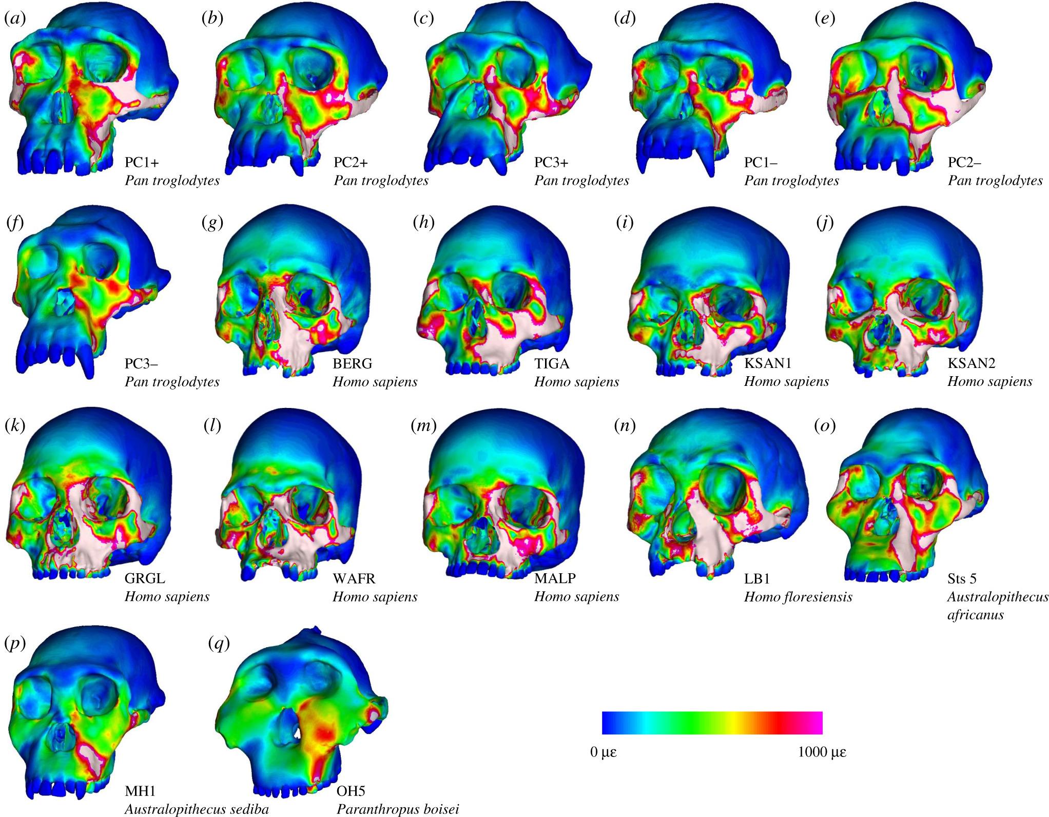 Антропологи выяснили биомеханику черепа карликовых людей с Флореса