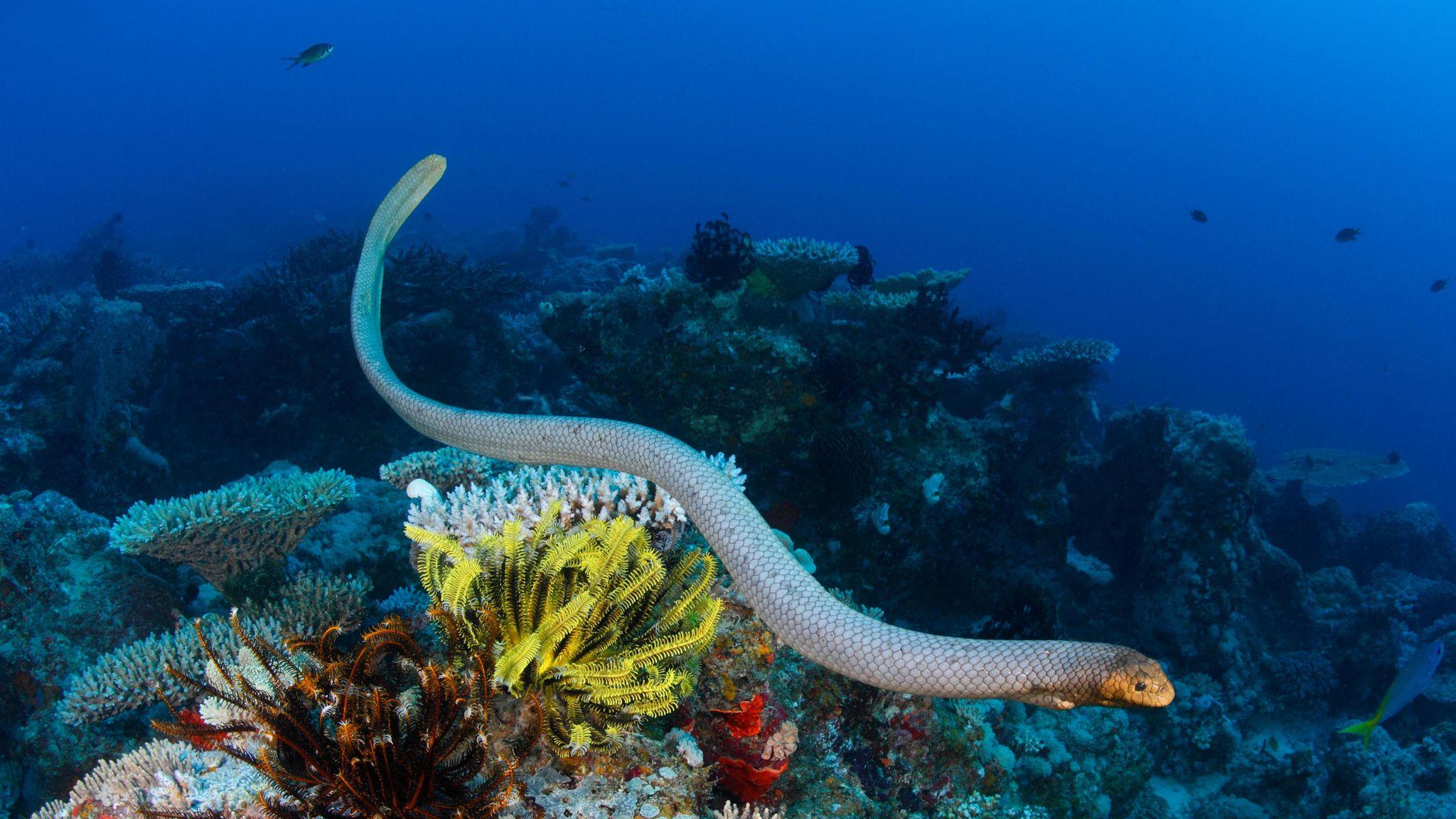 Самцы морских змей приняли дайверов за самок