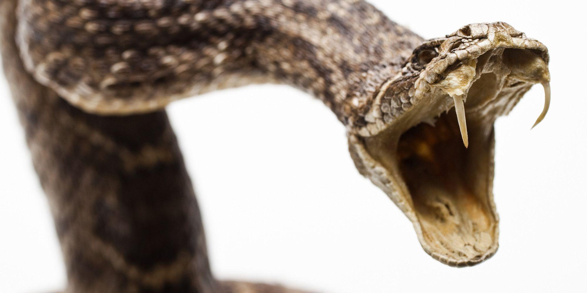 Ученые узнали, как у змей появились клыки