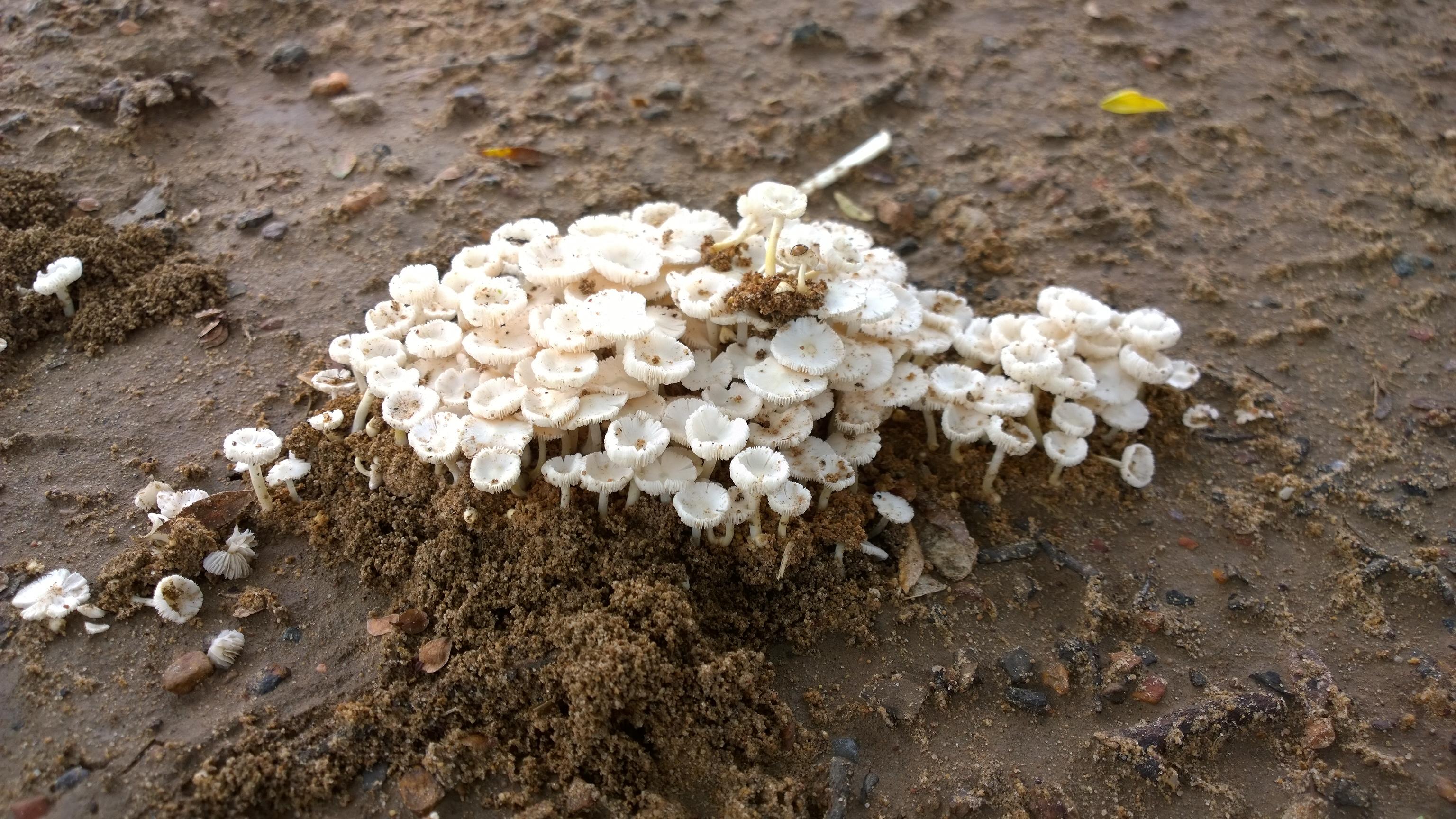 Предка выращиваемых термитами грибов заподозрили в предрасположенности к одомашниванию