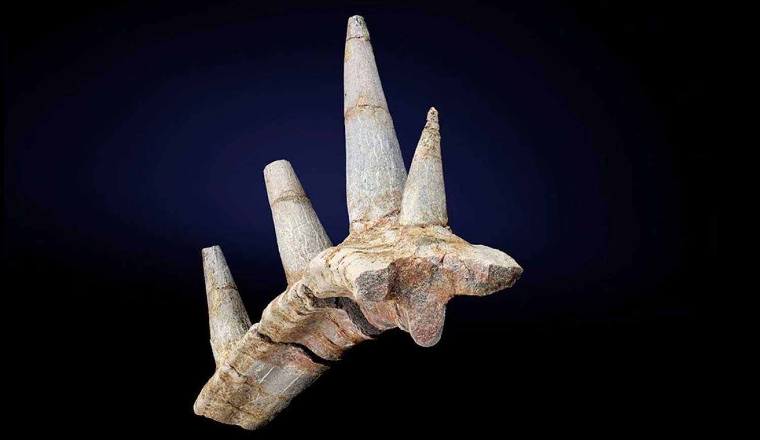 Ребра первого африканского анкилозавра усеивали шипы