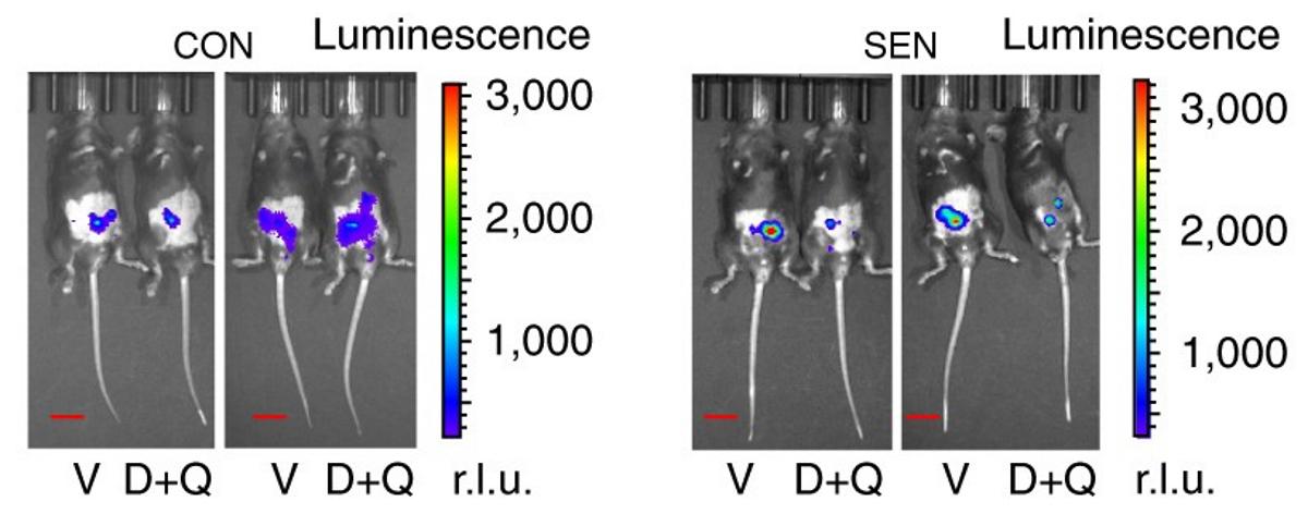 Xu et al. Сенесцентные. Olds and Milner рентген крысы с электродами.