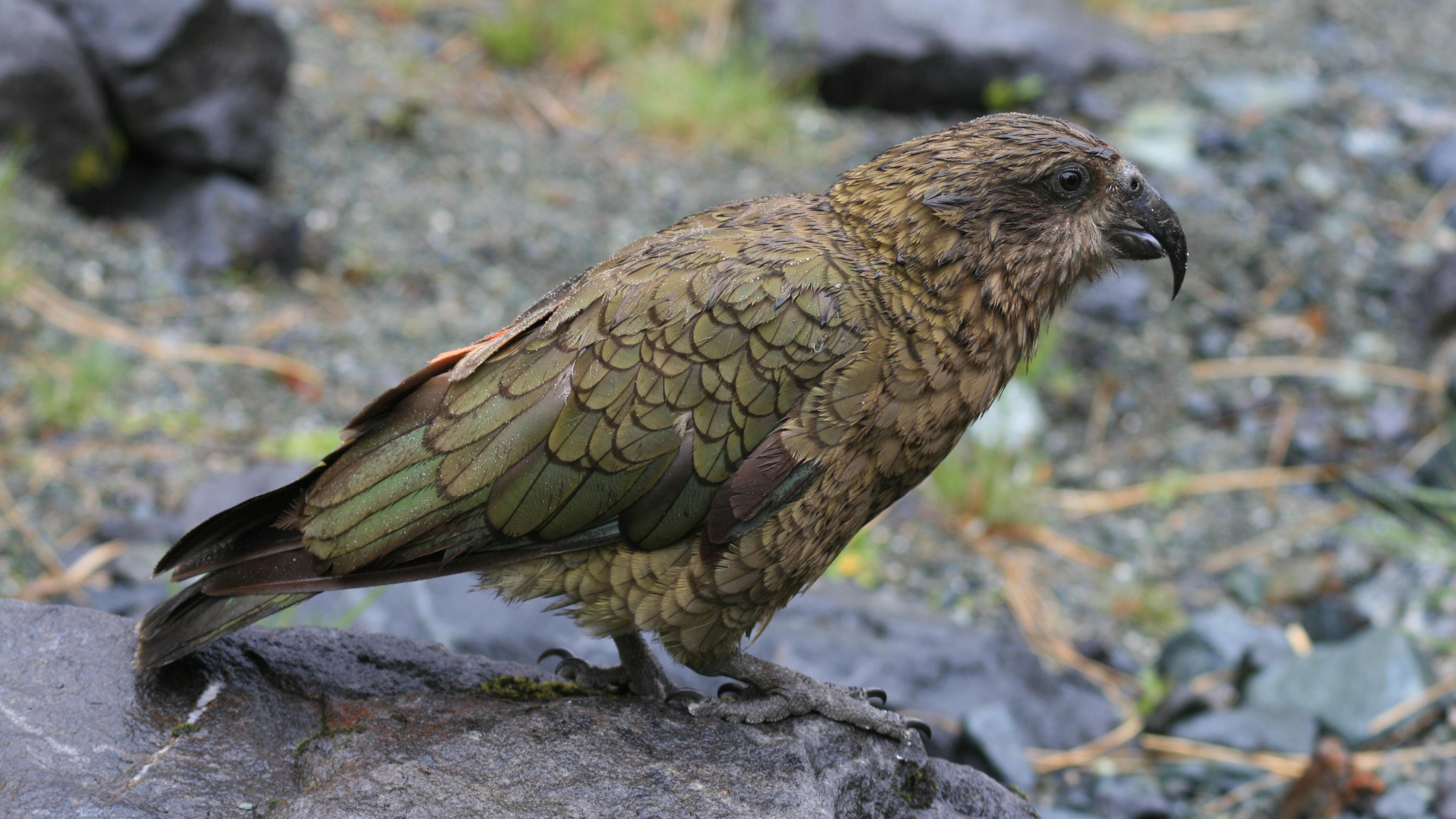Новозеландских попугаев кеа вытеснили в горы люди или другие попугаи