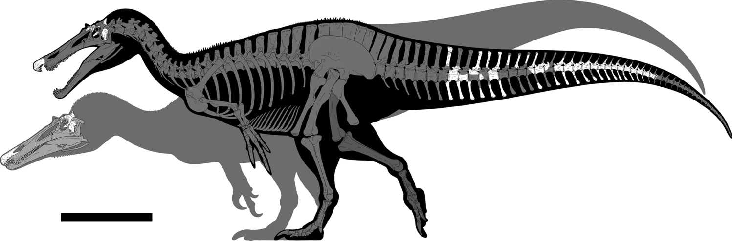 Обнаружены два новых крупных хищных вида динозавров