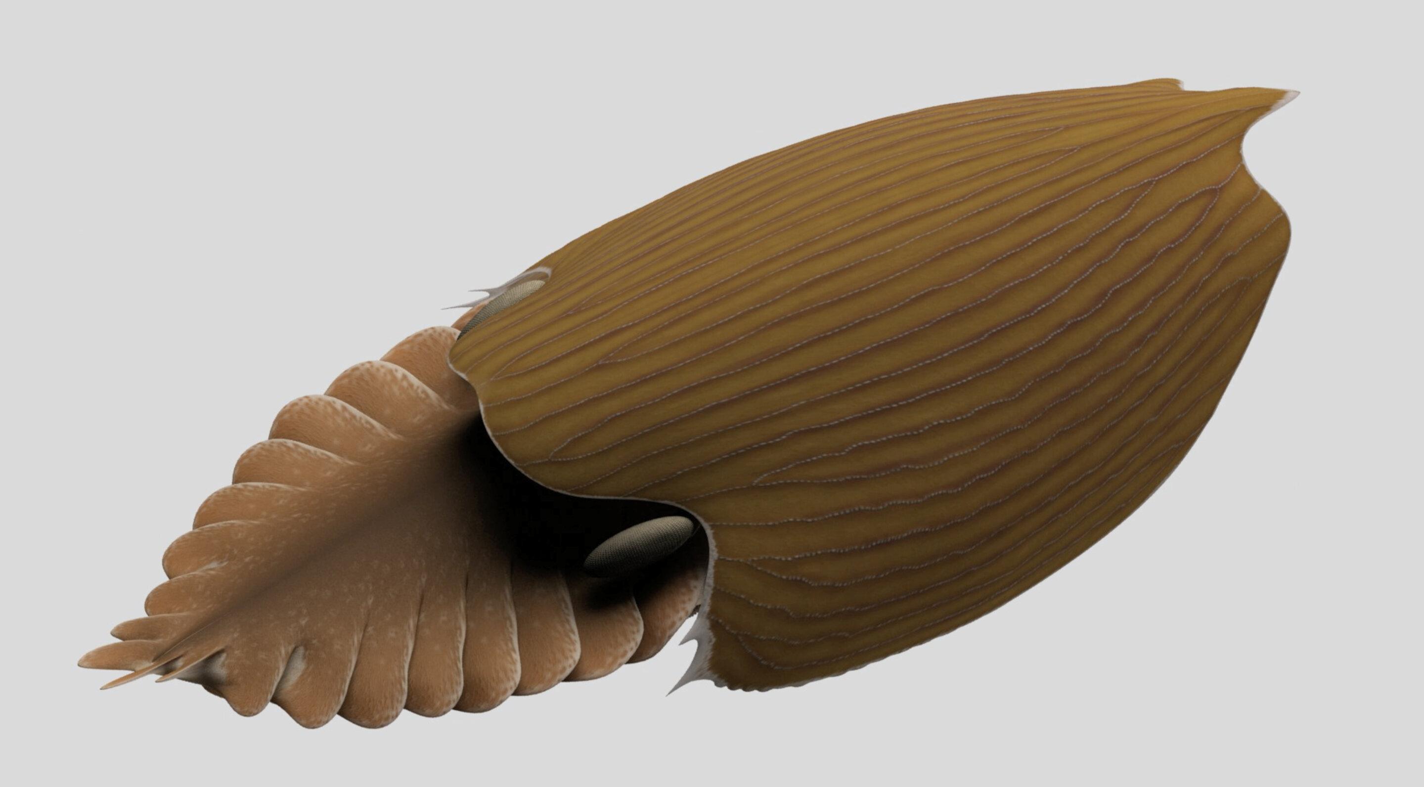 Найден новый вид крупного кембрийского животного