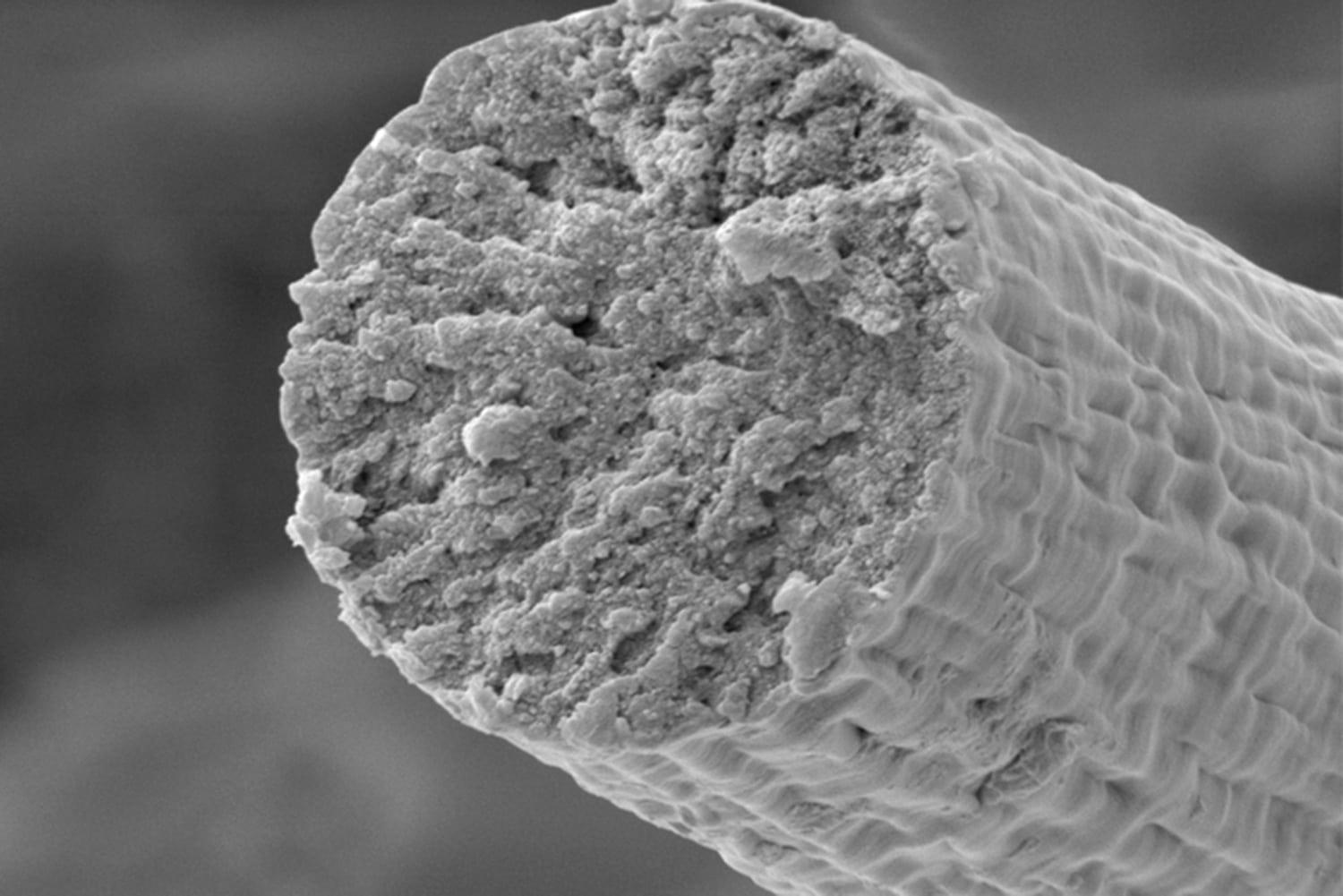 Биологи научились производить мышечные волокна с помощью бактерий