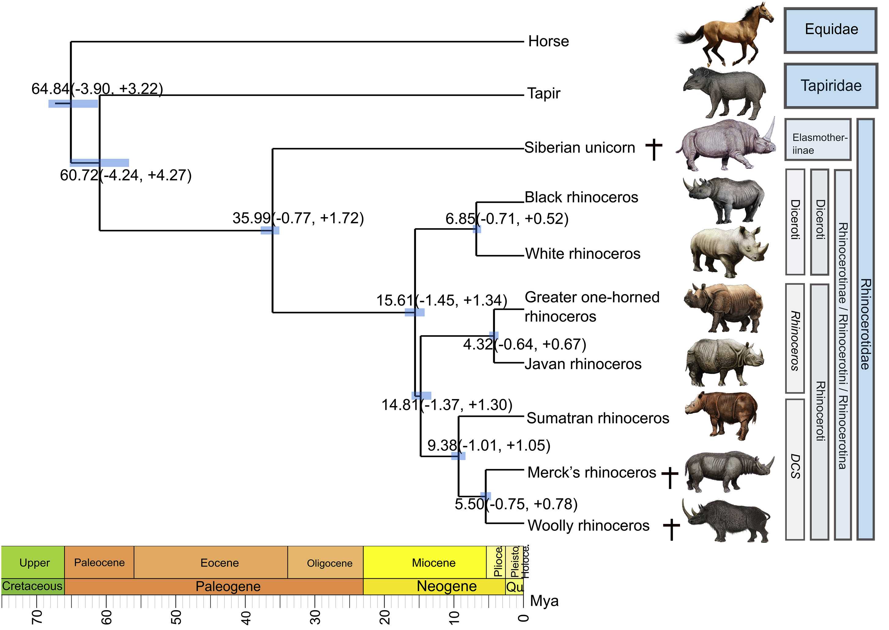 Ученые составили эволюционное древо носорогов