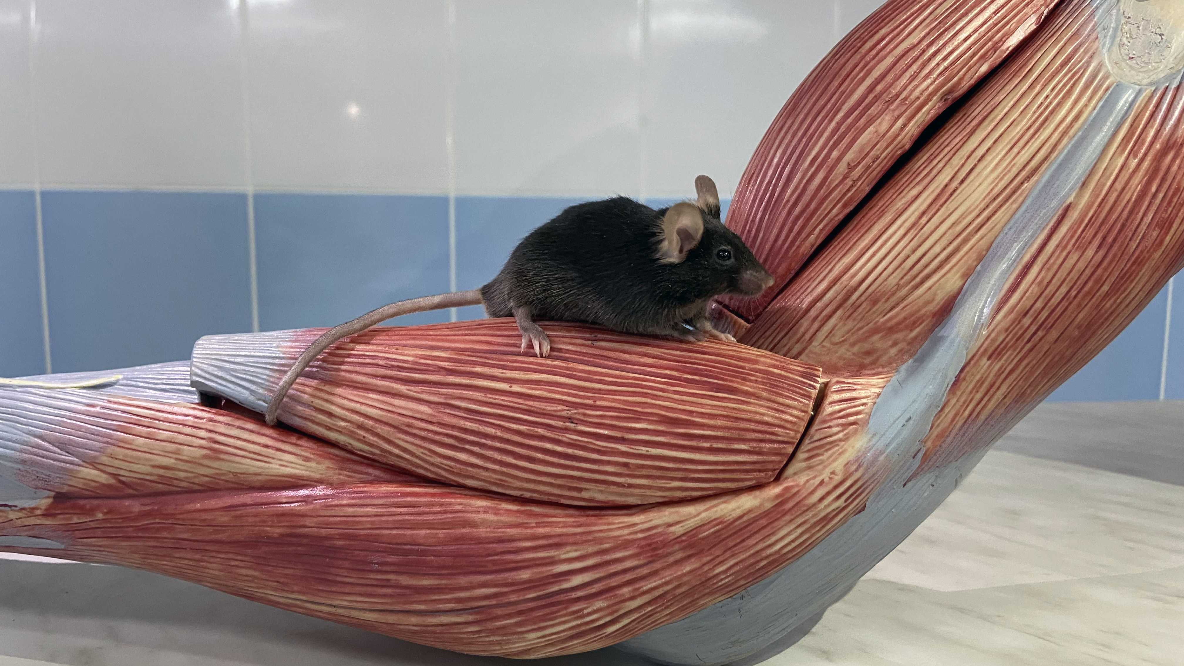 Алиспоривир улучшил состояние мышей с мышечной дистрофией