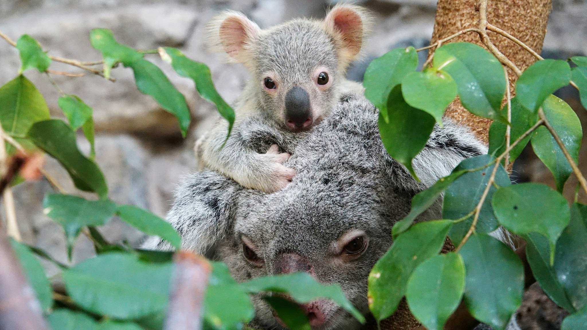 Австралийцы начали третью фазу испытаний вакцины против хламидиоза для коал