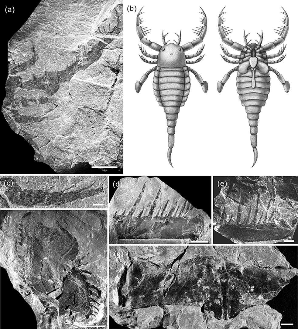 В Китае нашли окаменелости ракоскорпиона Terropterus xiushanensis возрастом более 400 миллионов лет