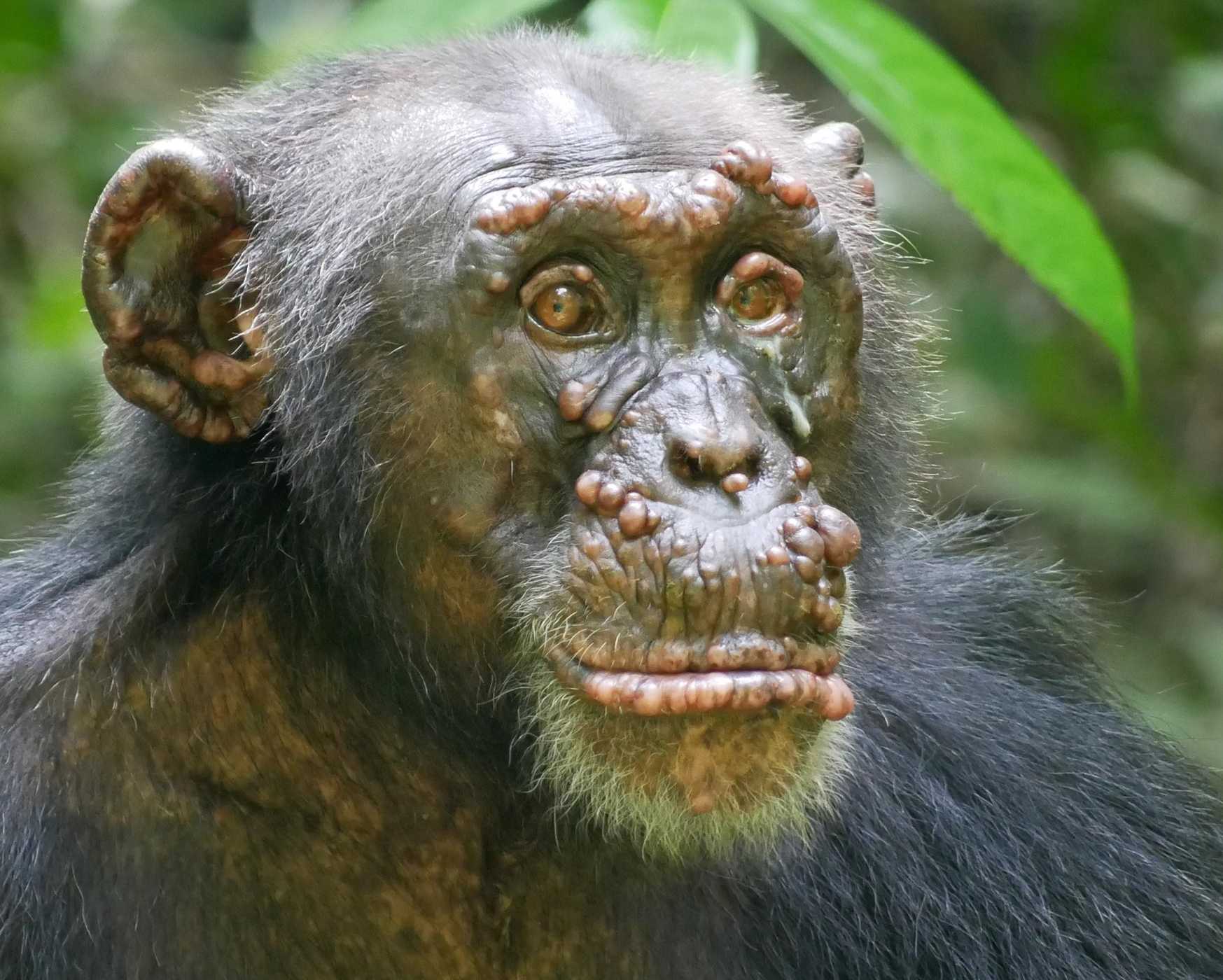 Зоологи впервые диагностировали проказу у диких шимпанзе