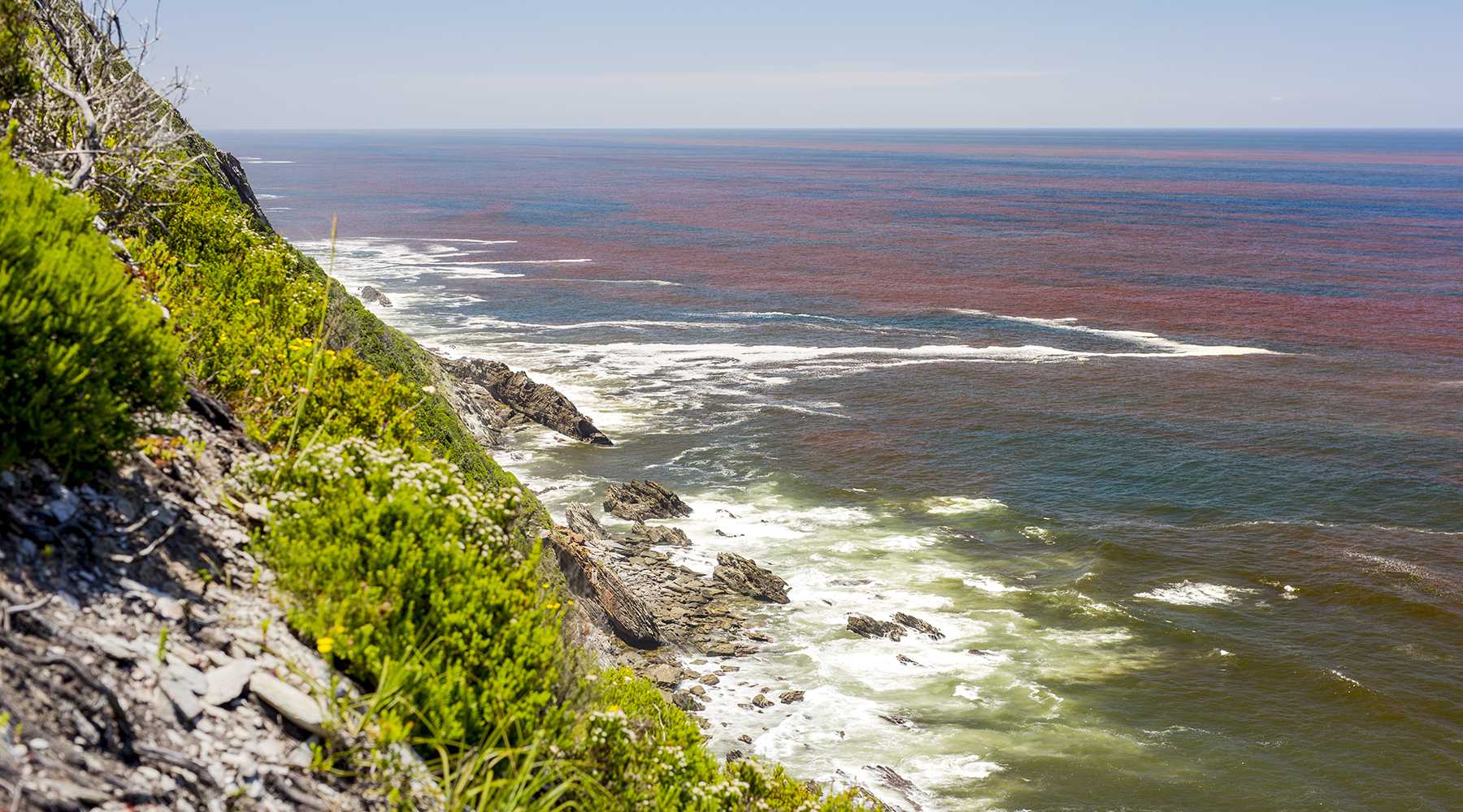 Изменение климата повысило риск красных приливов в Чукотском море