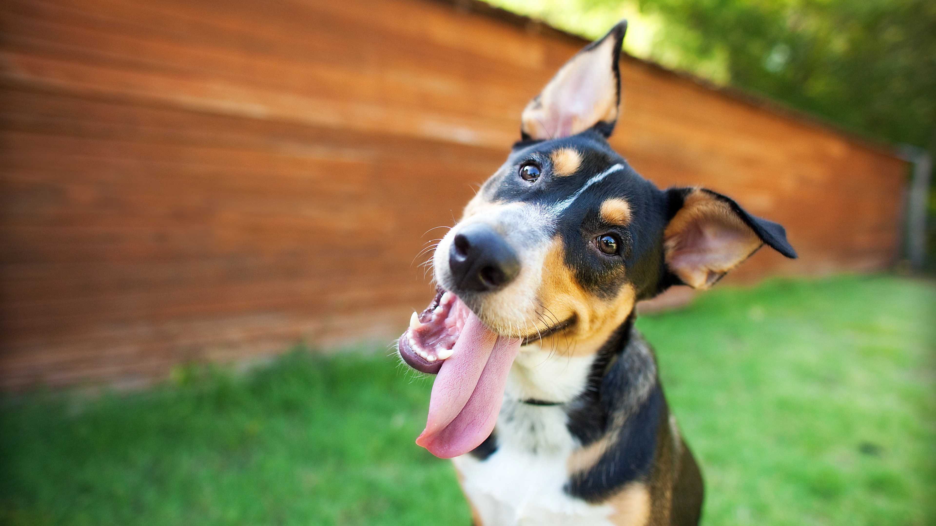 Ученые узнали, почему собаки наклоняют голову набок при общении с человеком