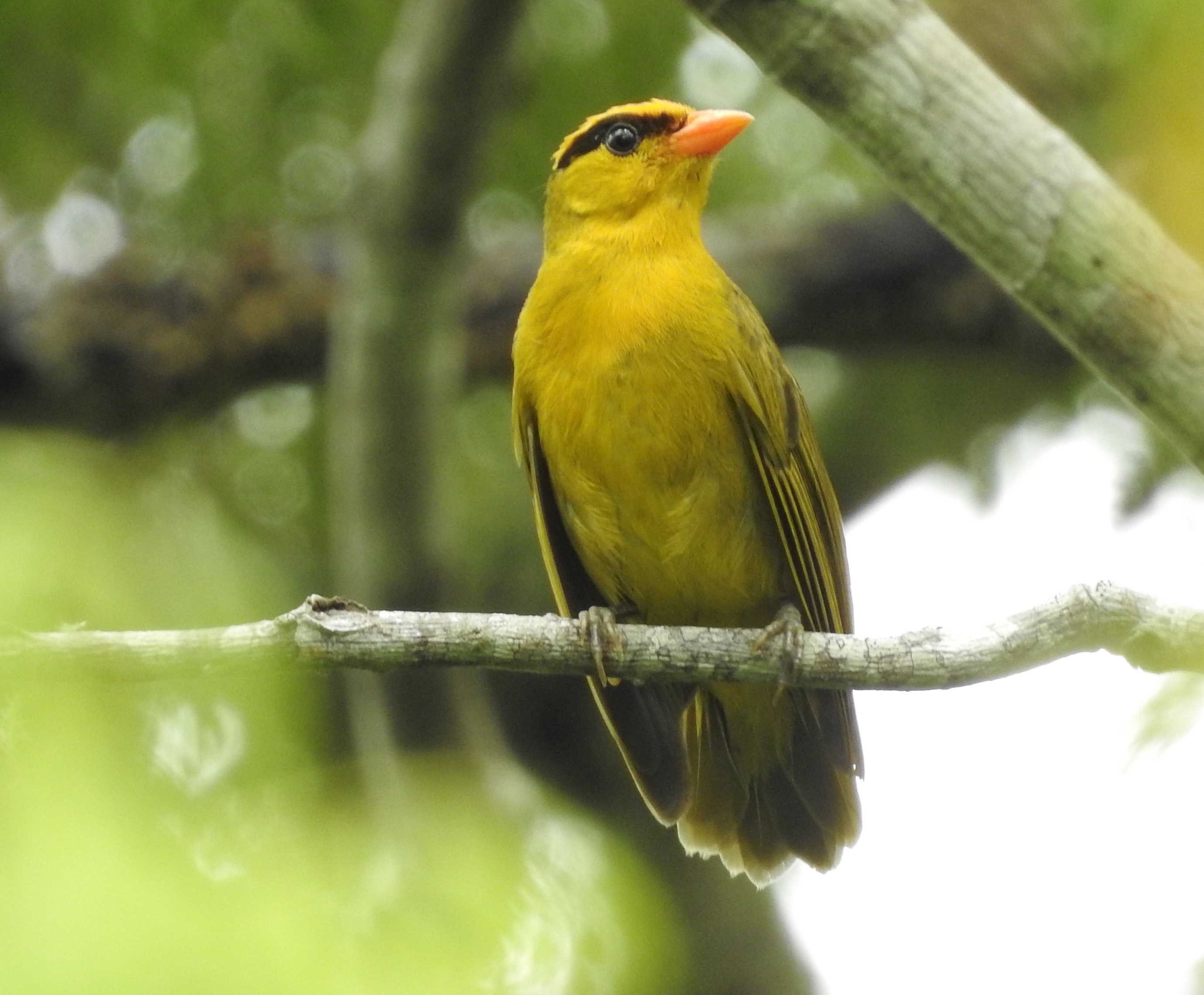 Орнитологи описали новый род и вид яркоокрашенных птиц из Боливии и Перу
