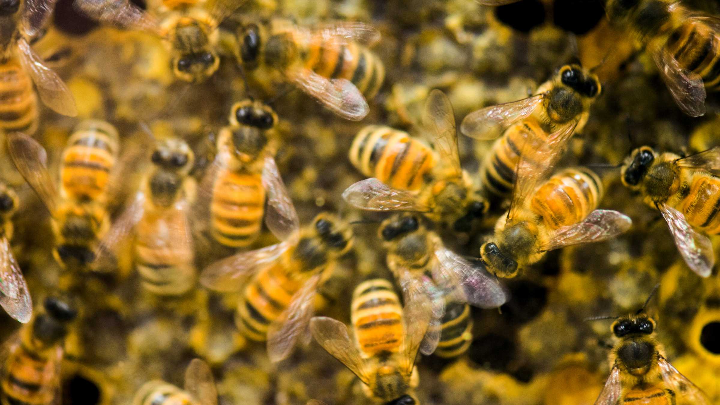 Пчелы социально дистанцируются, чтобы избежать заражения паразитами