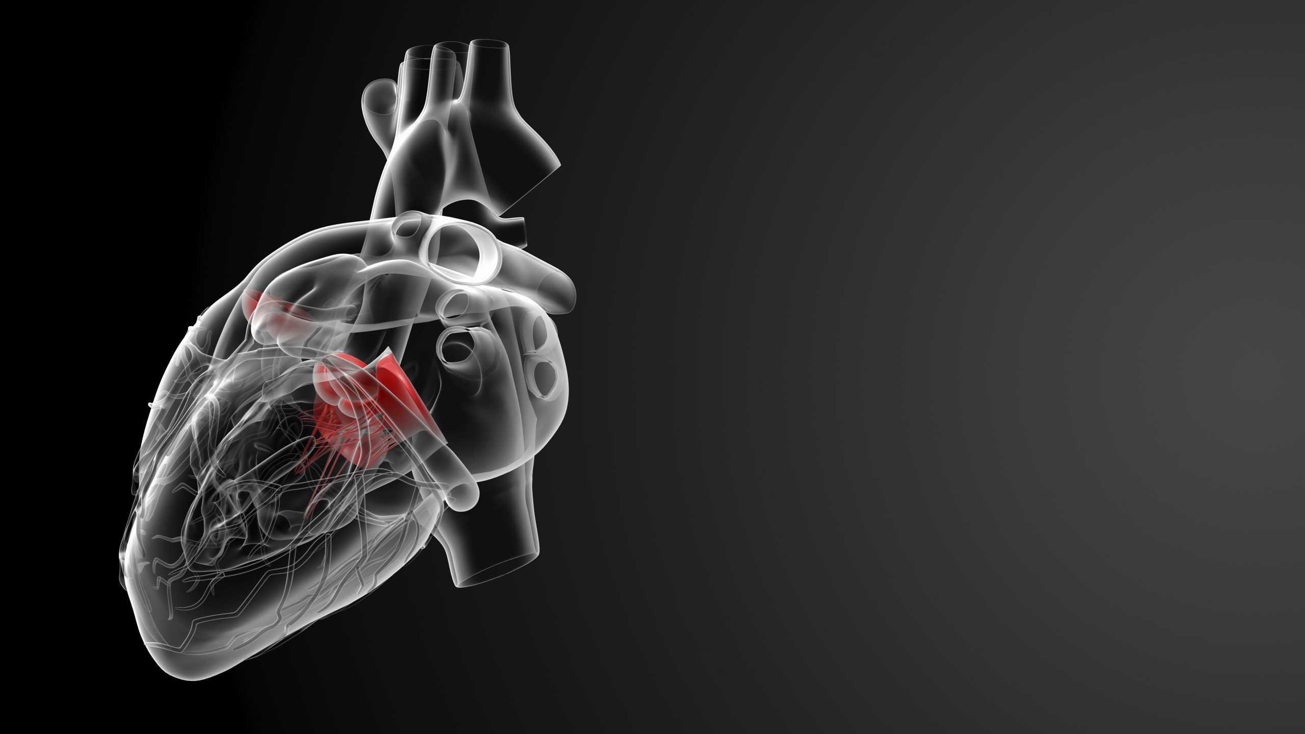 Механические силы формируют сердечный клапан