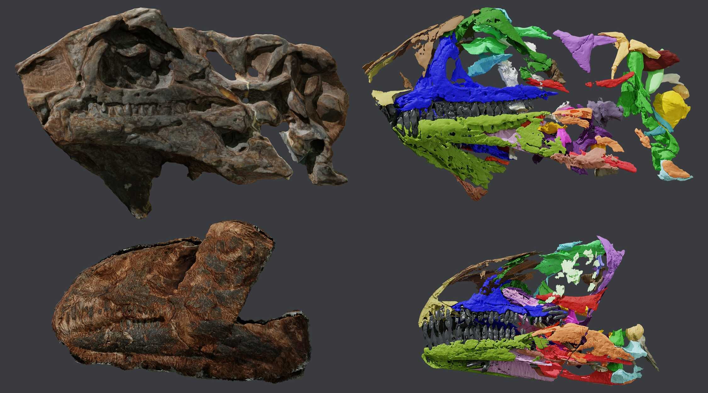 Палеонтологи нашли неизвестный вид крупных динозавров из Гренландии