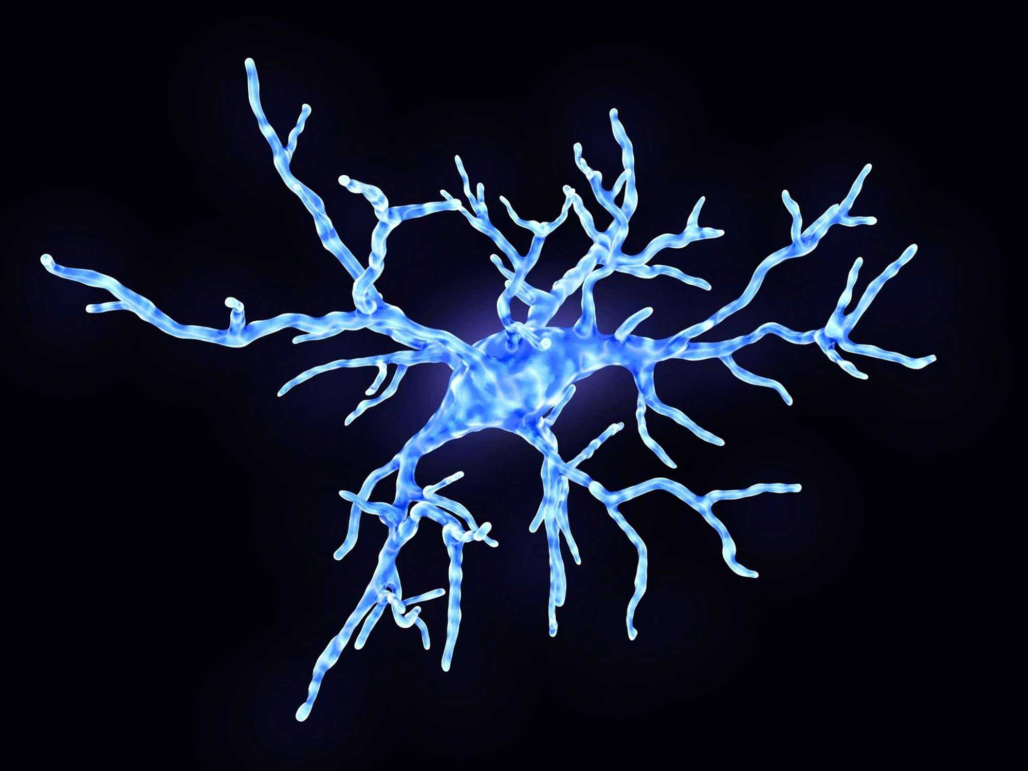 Микроглия – ключевой игрок в работе сосудов мозга