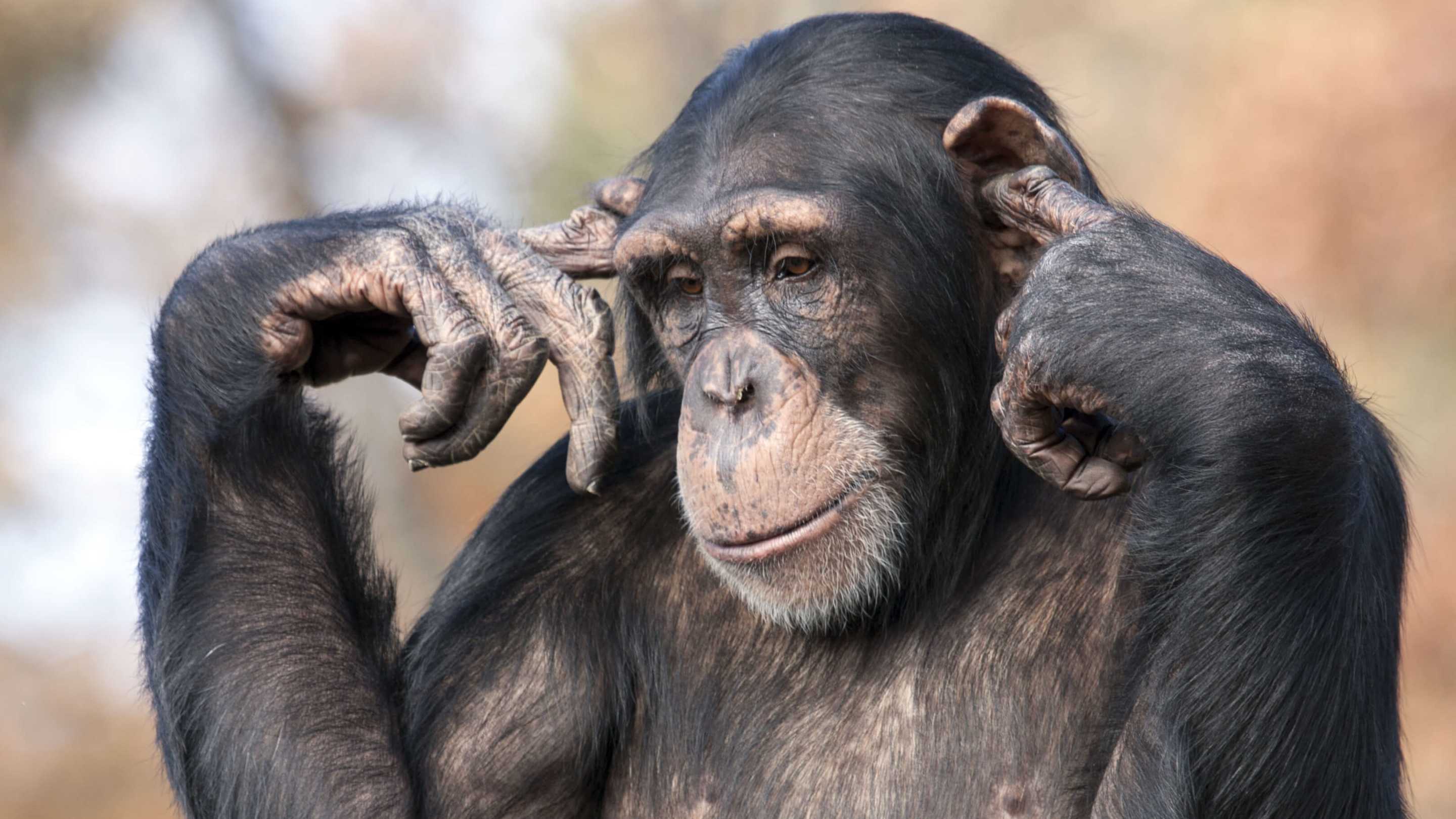 У обезьян, морских свинок и людей выявили схожие реакции мозга на речь