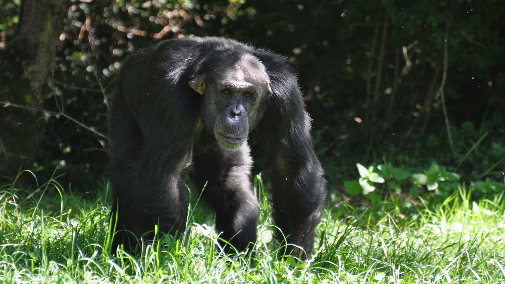 Шимпанзе не понравился запах смерти
