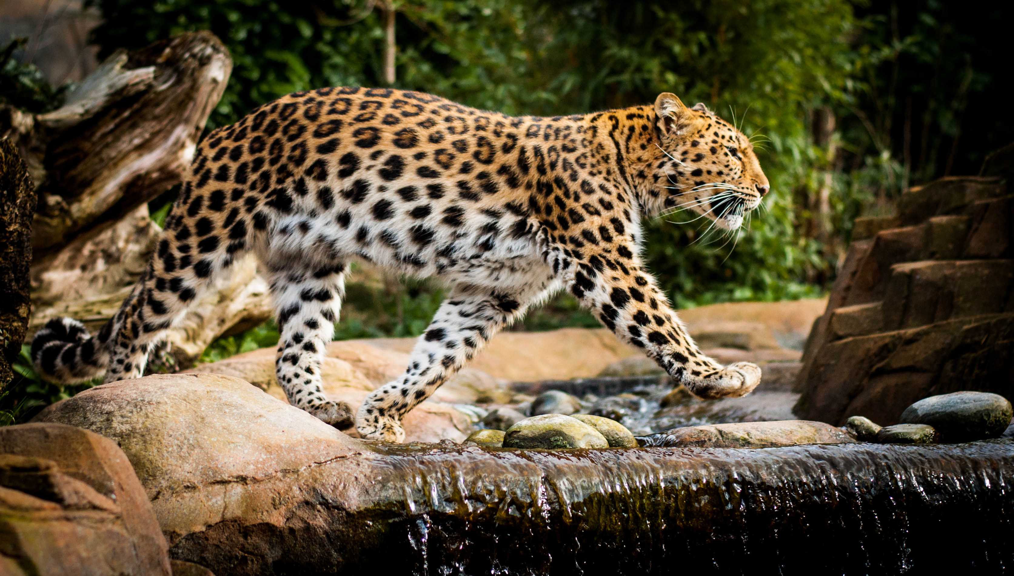 Зоологи подтвердили существование городской популяции леопардов в Сеуле в конце XIX века