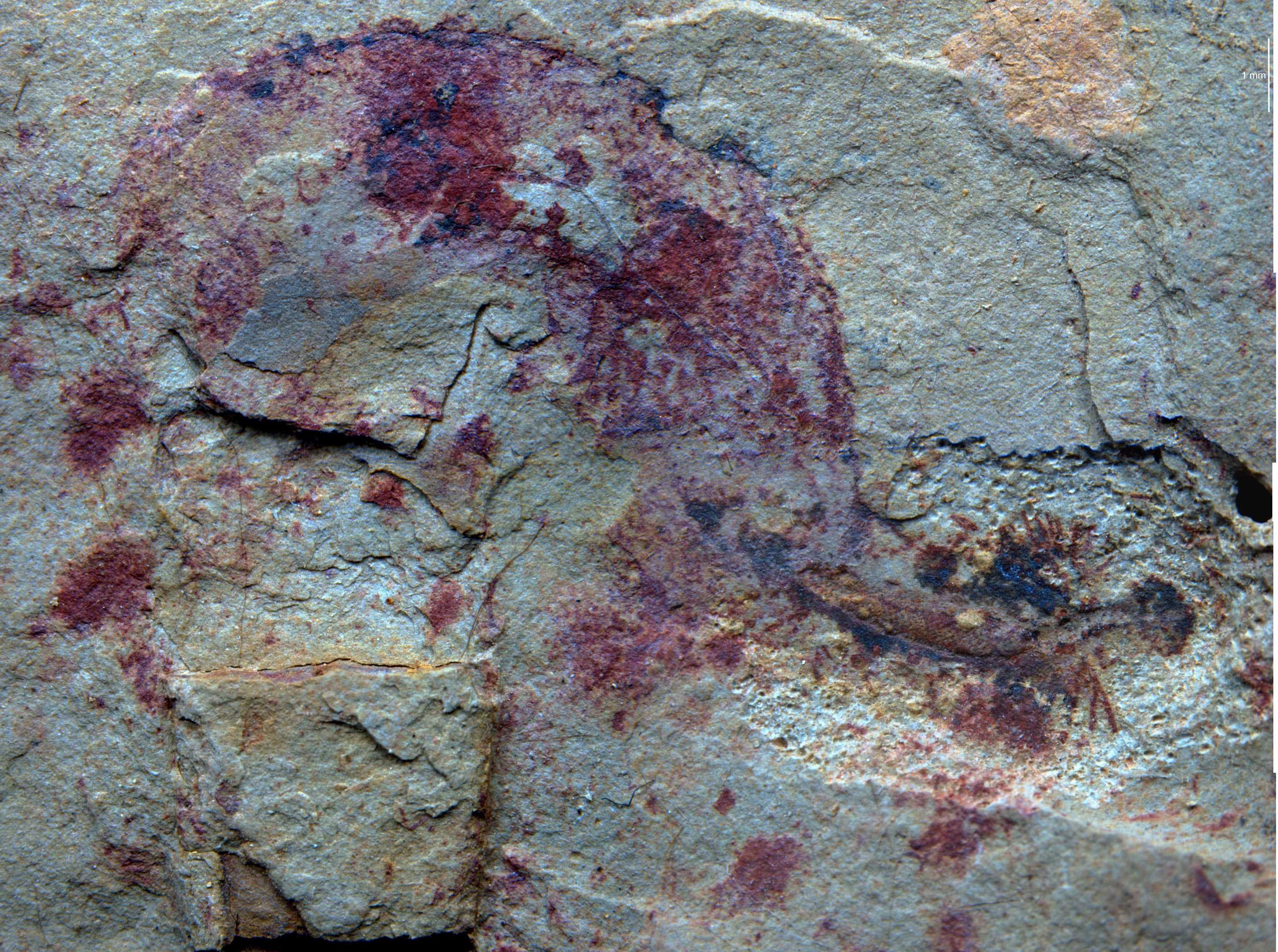 Палеонтологи нашли древнейшее животное-«отшельника»