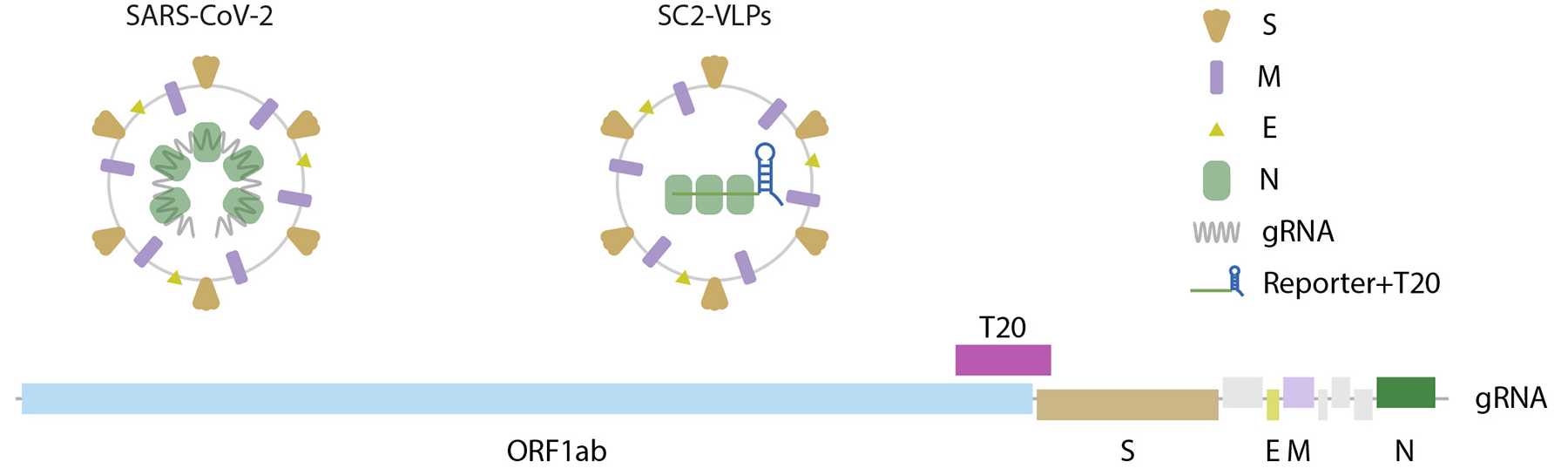 Ученые связали заразность дельта-штамма SARS-CoV-2 с малозаметной мутацией N-белка