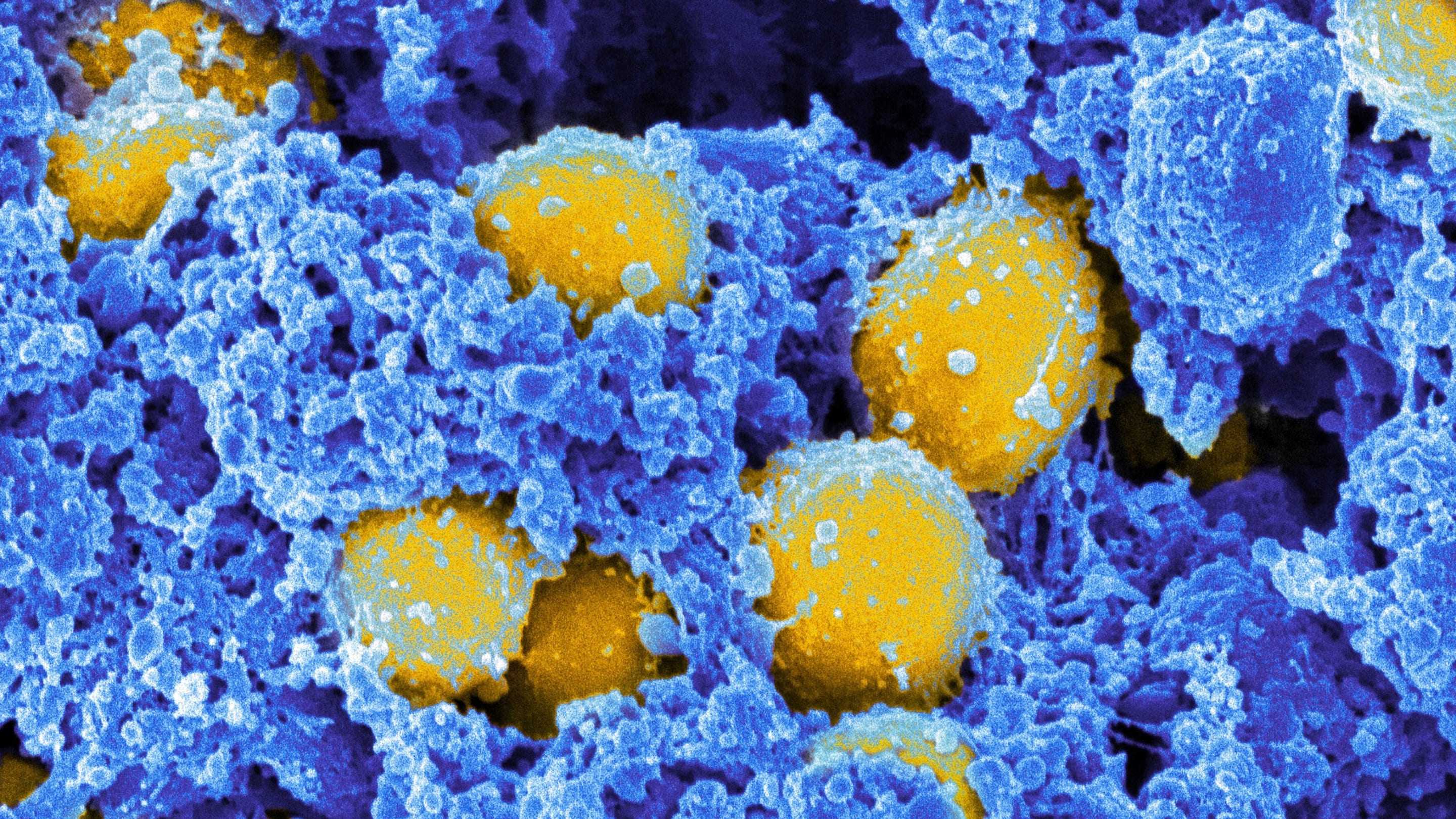 Антимикробные пептиды из тканей человека помогут в лечении инфекций