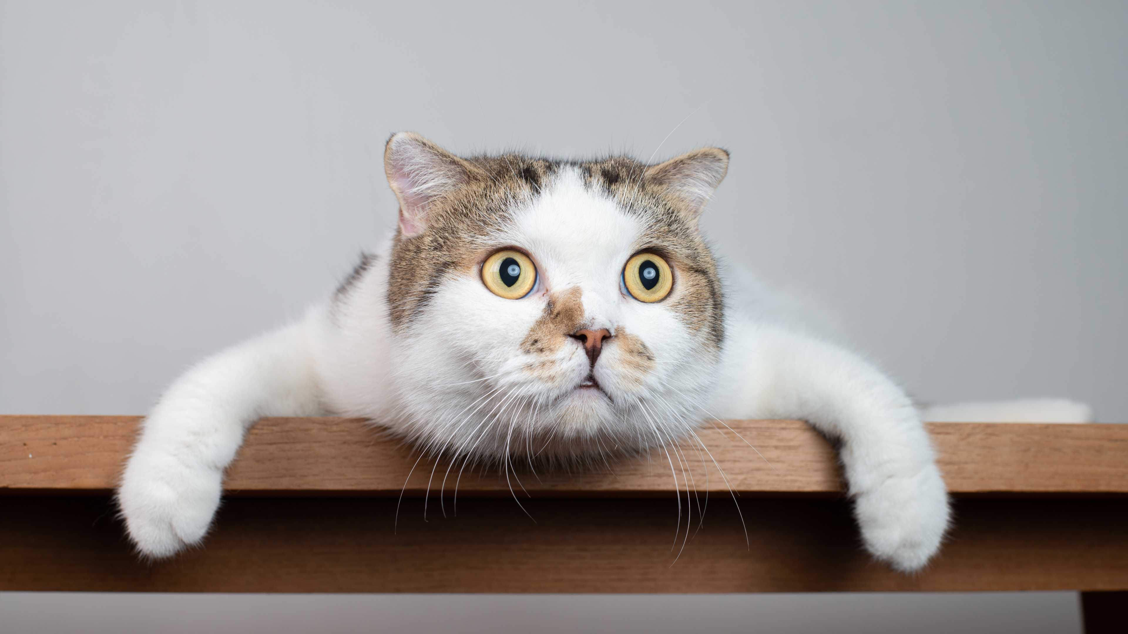 Эксперимент показал, как кошки следят за своими хозяевами, даже не видя их