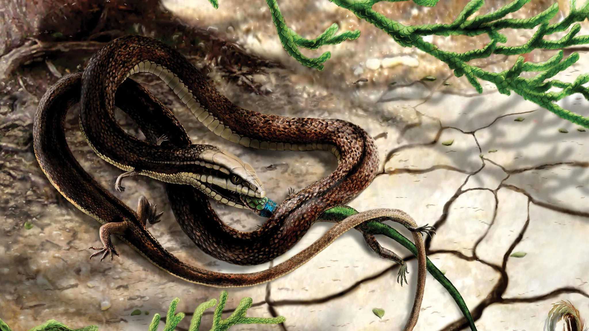 Tetrapodophis amplectus, которую считали предком змеи, оказалось морской ящерицей