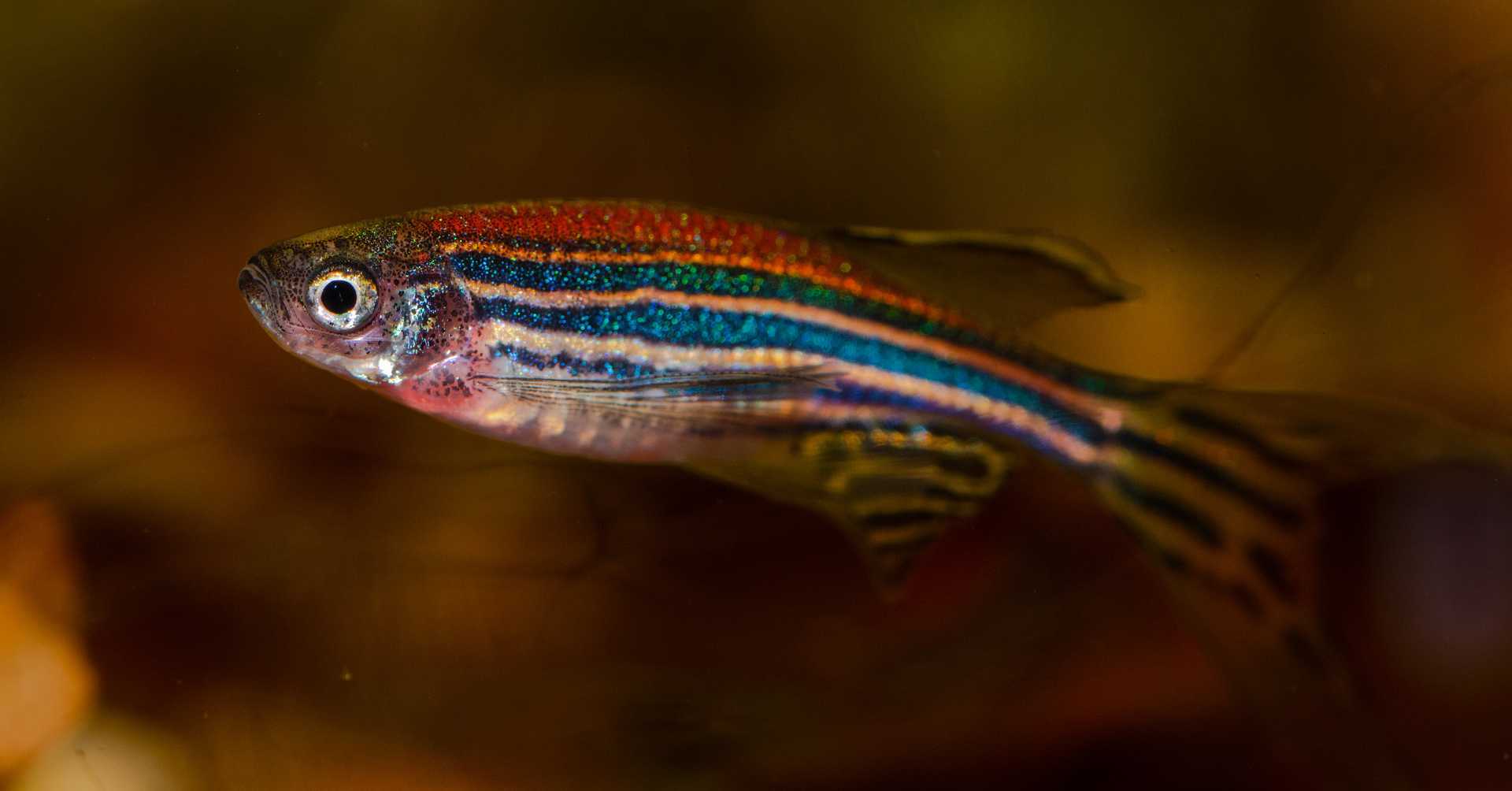 Аквариумная рыбка помогла генетикам уточнить происхождение домашних животных