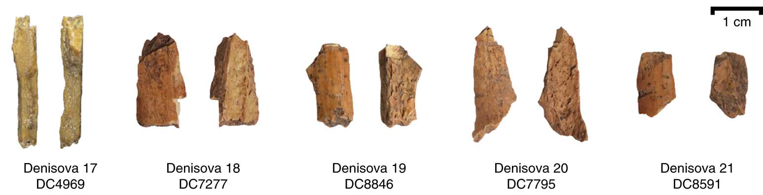 Четыре денисовца и неандерталец: новые находки из Денисовой пещеры