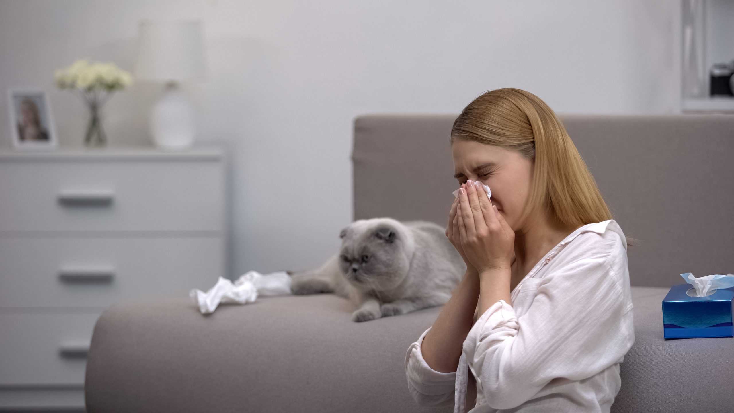 В Сеченовском университете начали доклинические испытания вакцины против аллергии на кошек