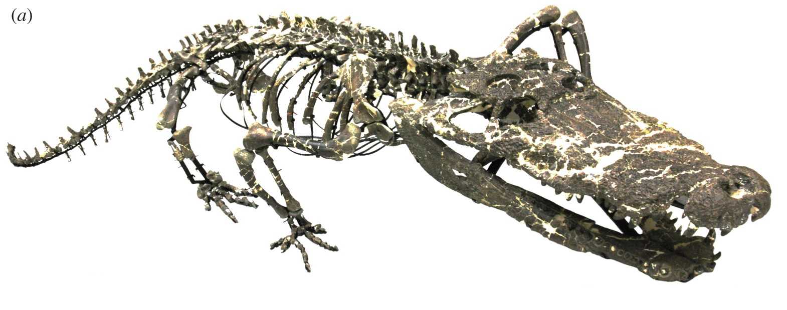 Небный клапан помог крокодилам пережить динозавров