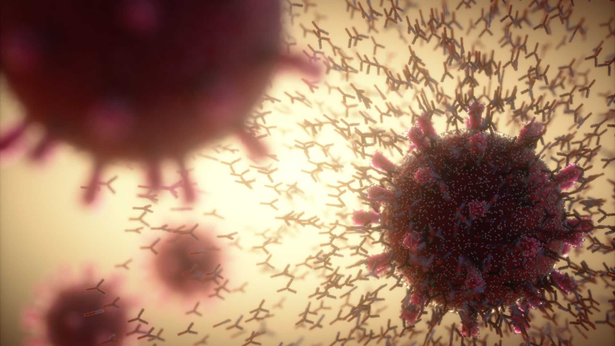 Ученые идентифицировали антитела, способные нейтрализовать омикрон-штамм