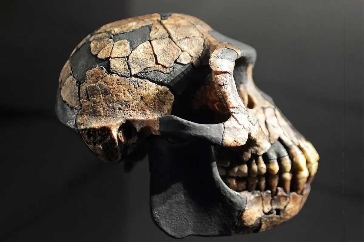 Ученые узнали, когда у наших предков уменьшились клыки