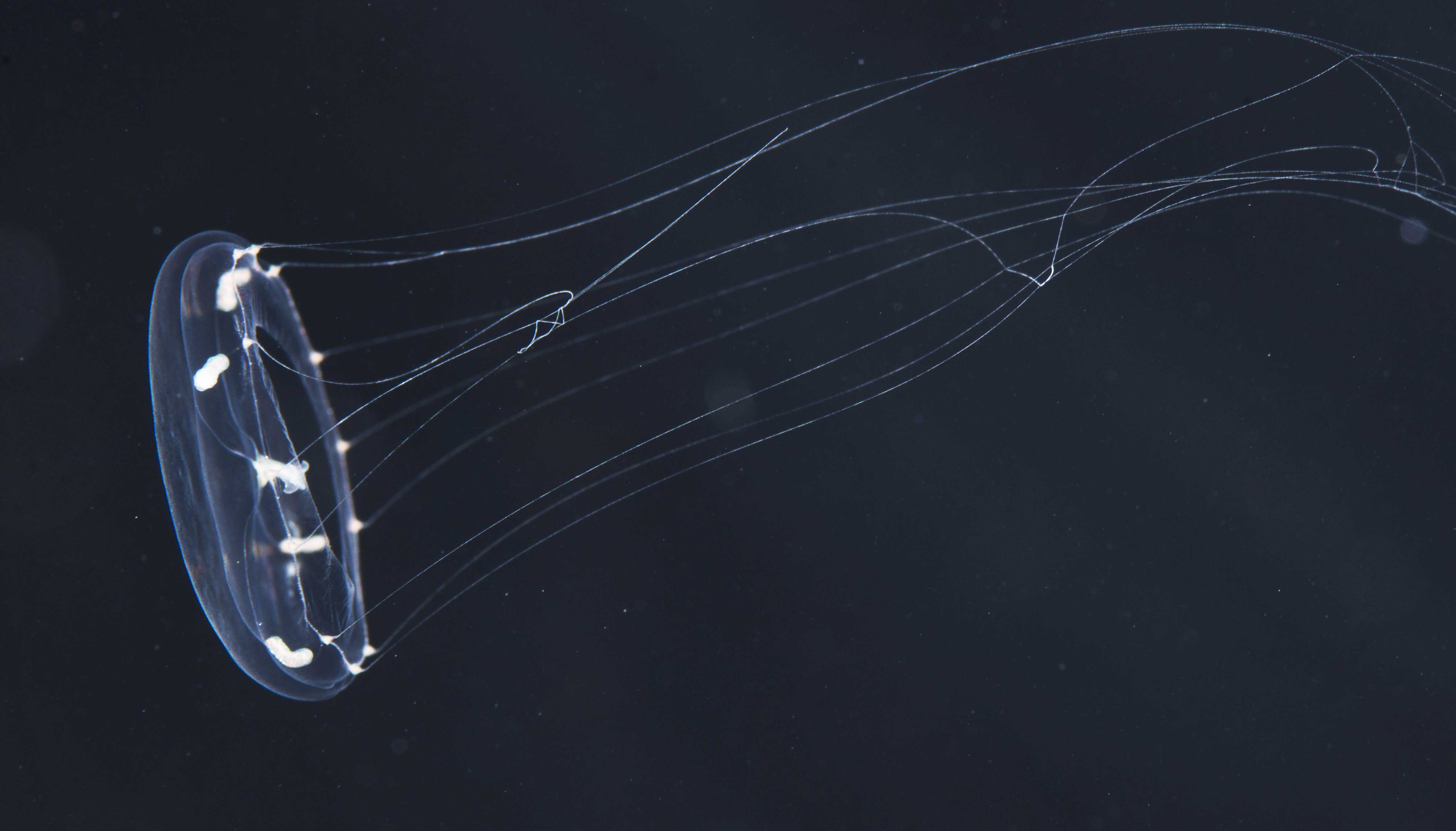 Трансгенные медузы на службе у нейробиологов