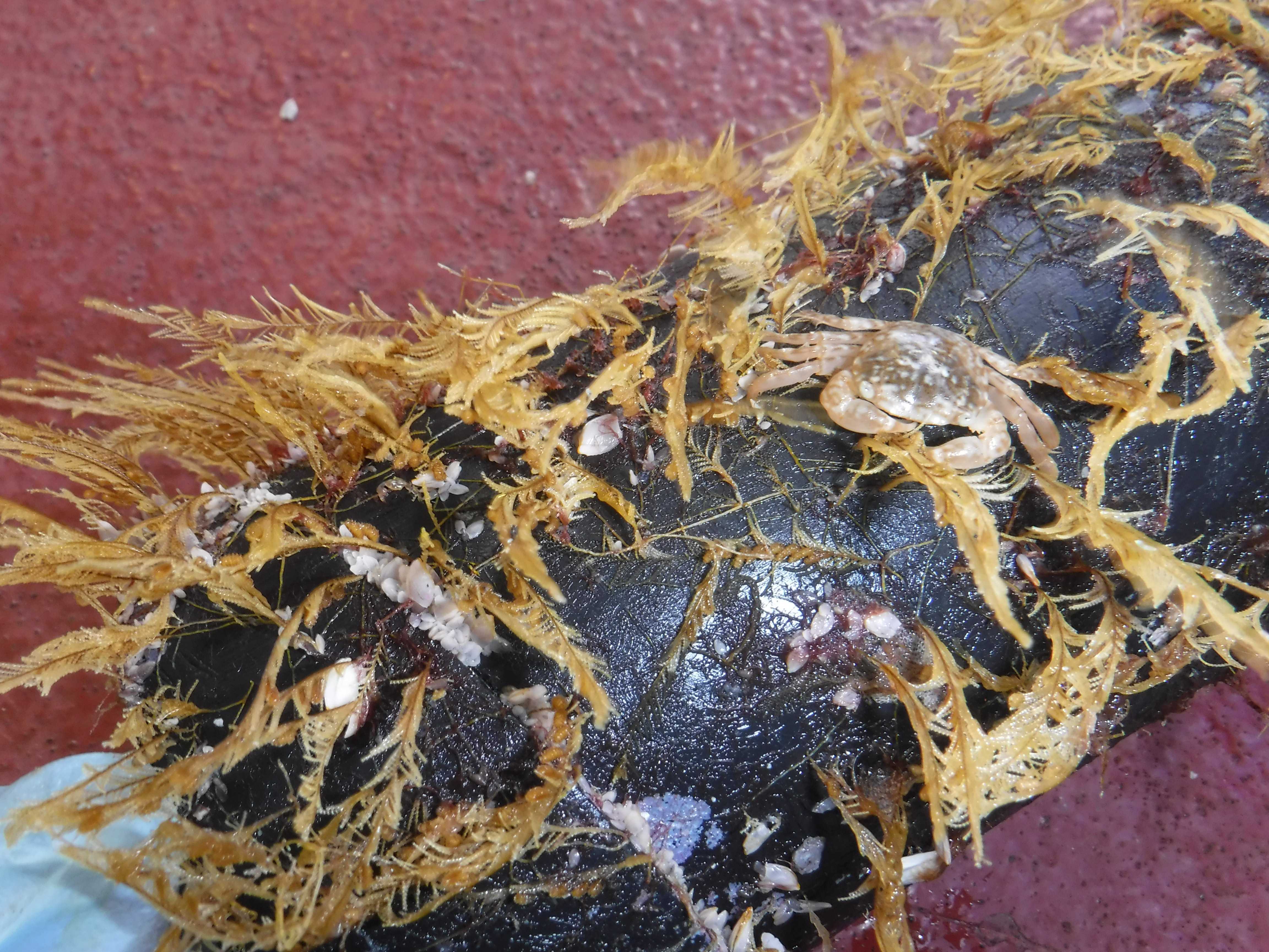 Морские организмы начали заселять Большое тихоокеанское мусорное пятно