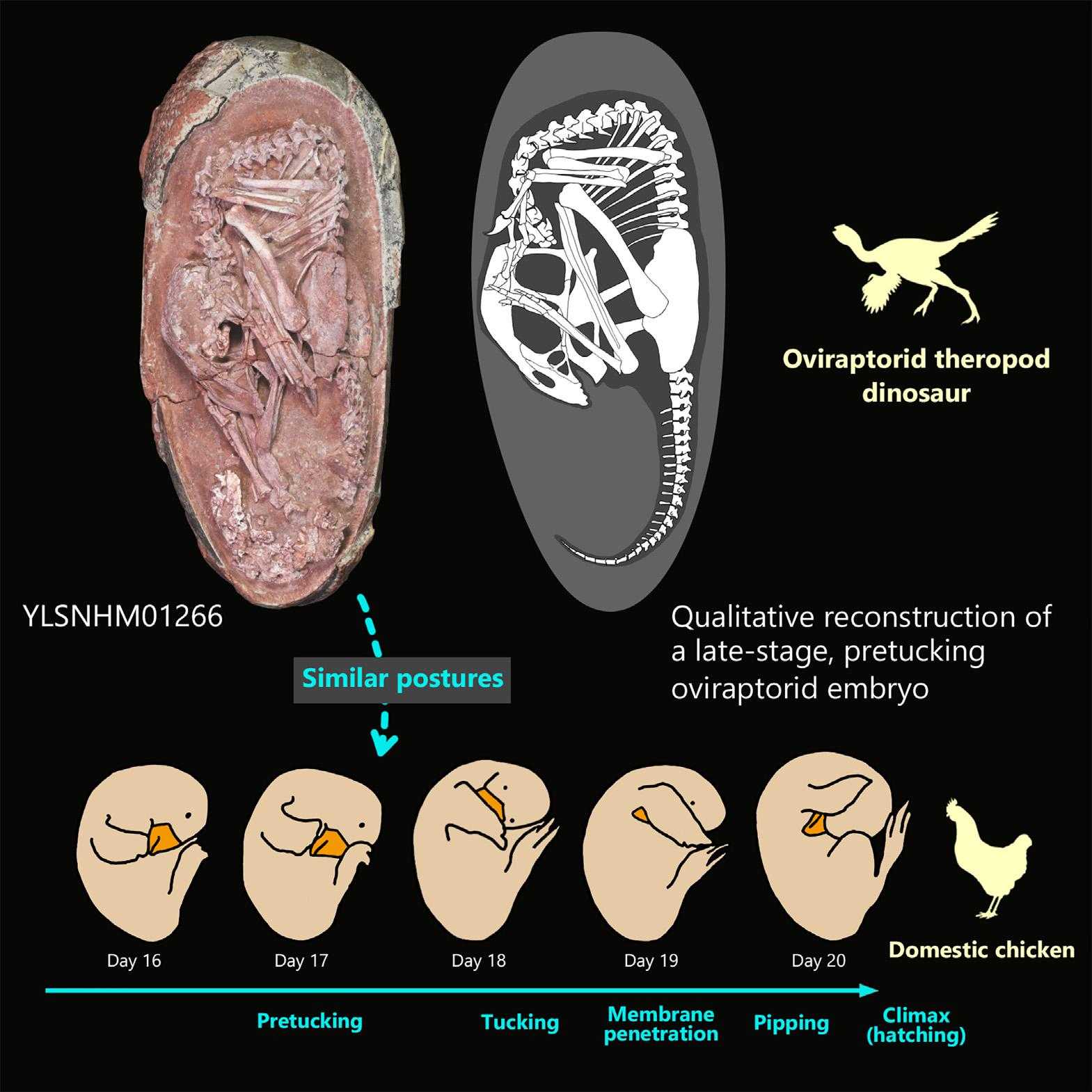 Палеонтологи описали яйцо динозавра с отлично сохранившимся эмбрионом