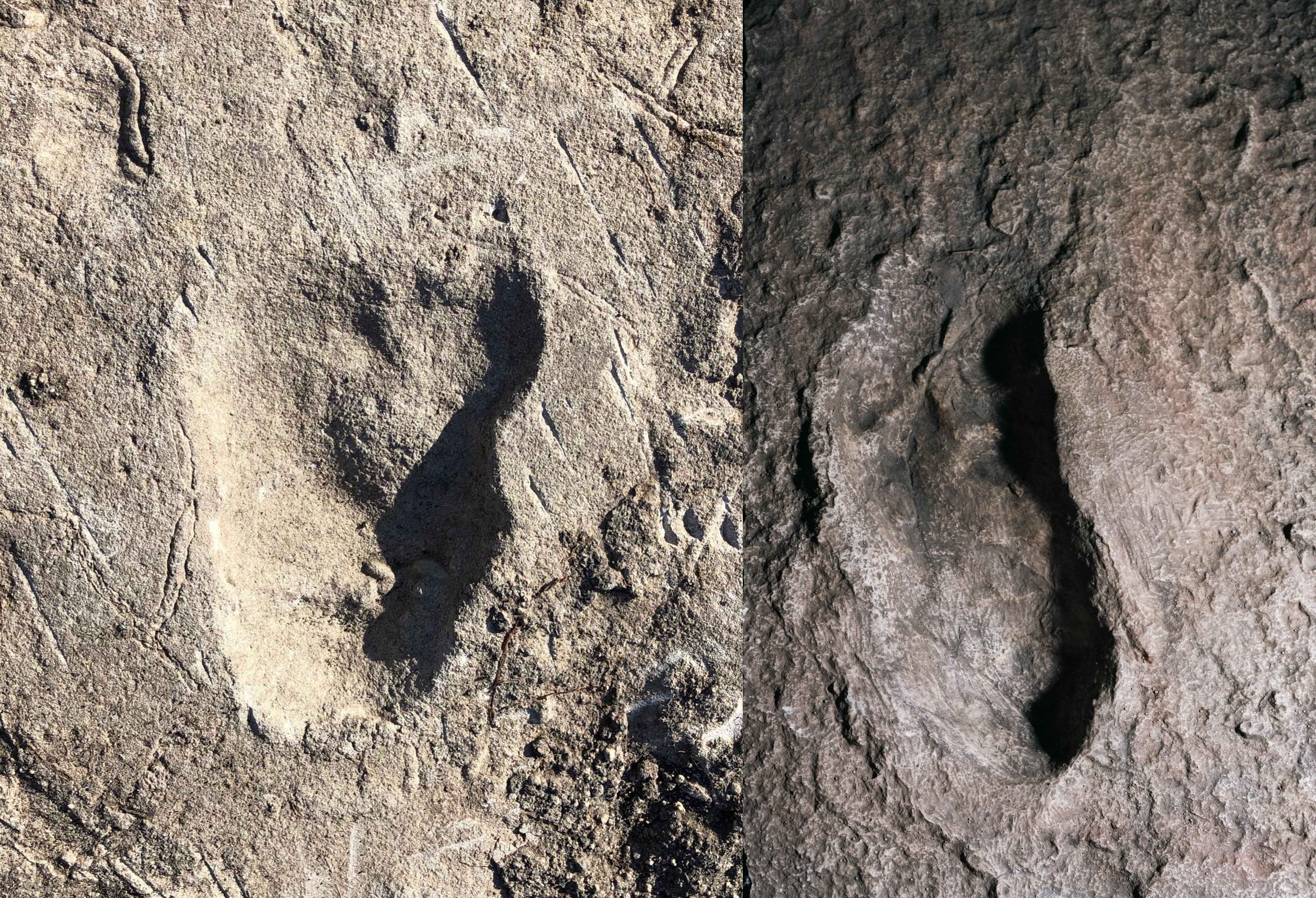 Здесь медведь не проходил: антропологи открыли древнего гоминида с уникальным прямохождением