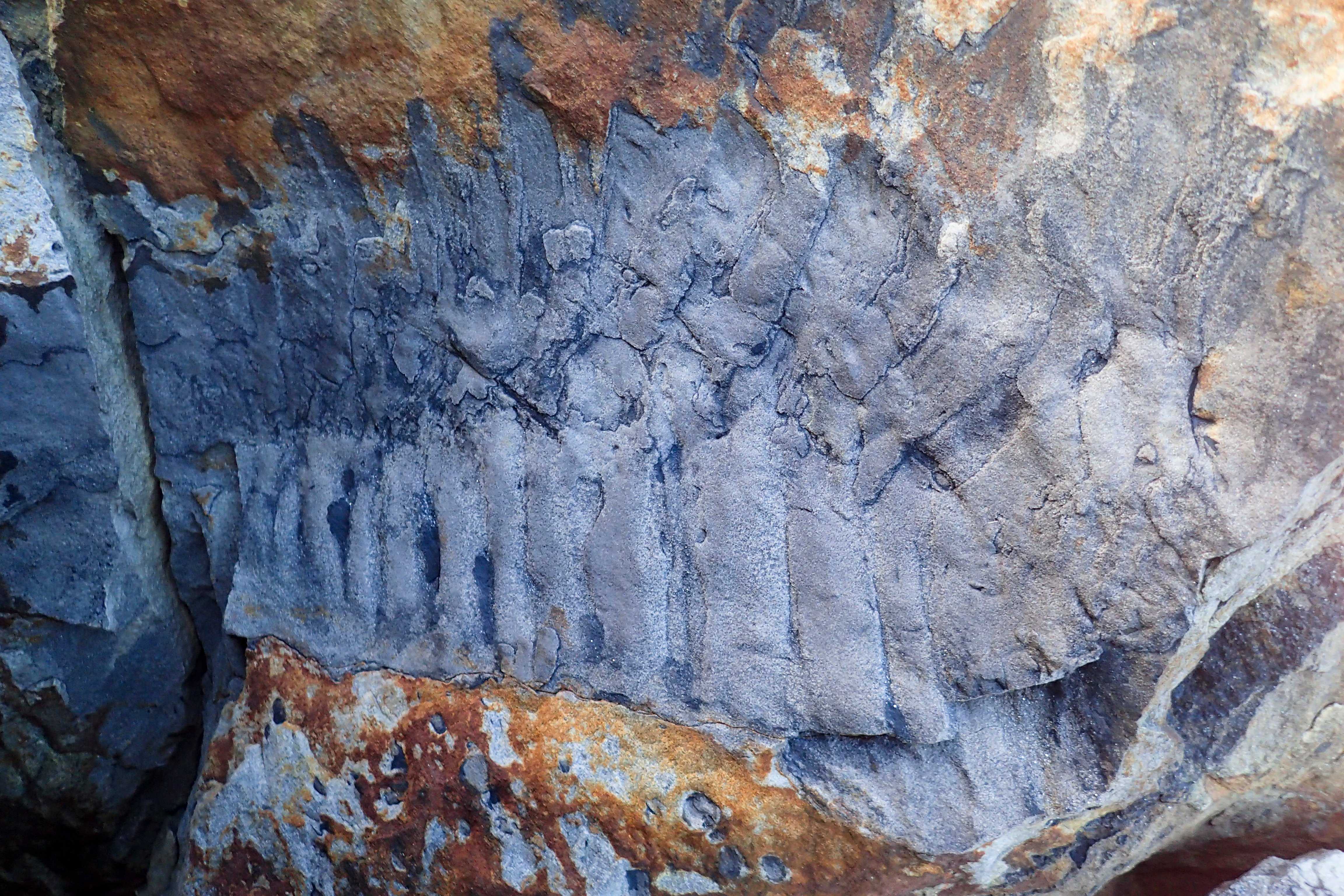 Палеонтологи нашли двухметровую многоножку из каменноугольного периода