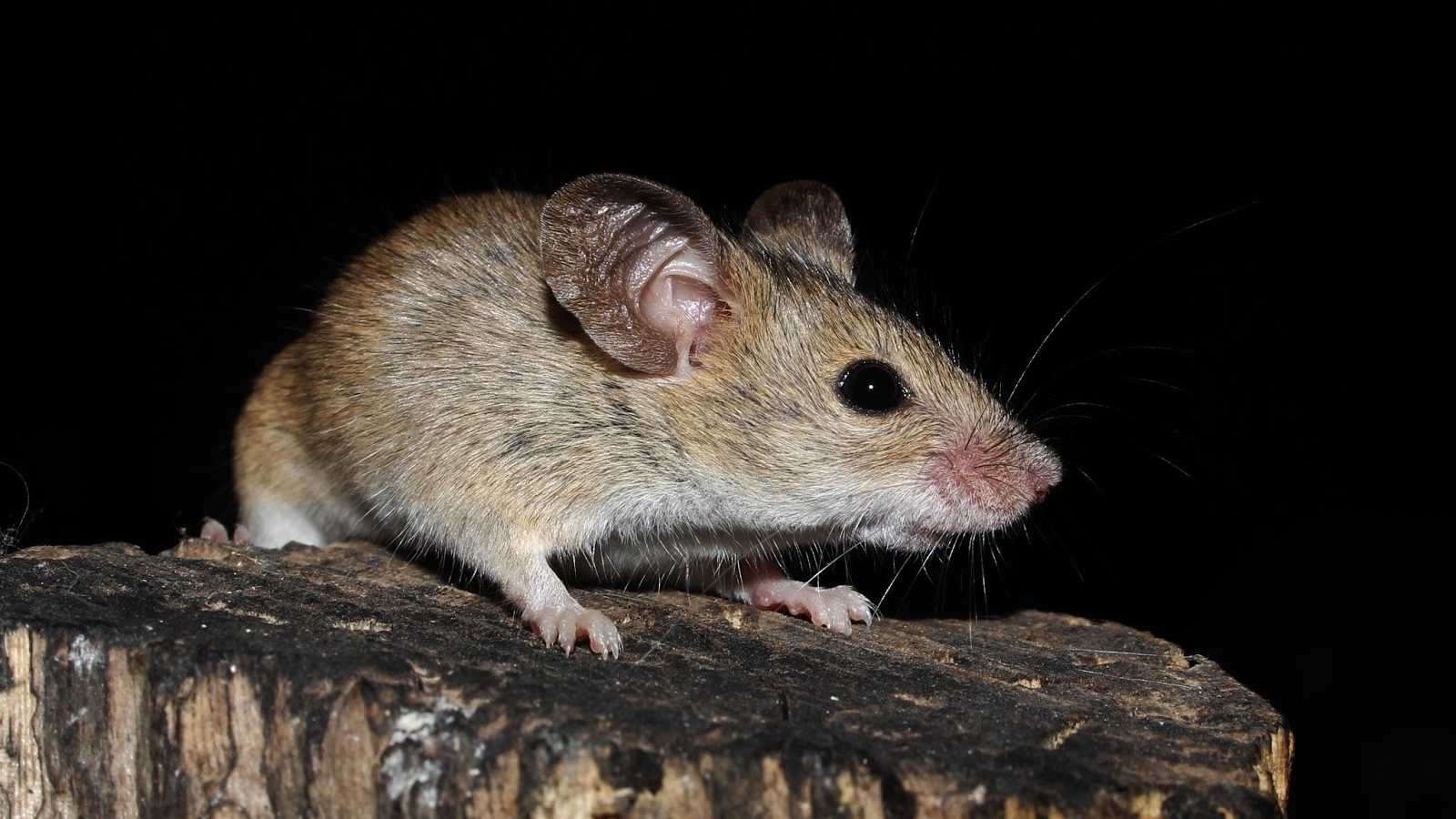 На острове Гоф заметили пережившую истребление сородичей мышь