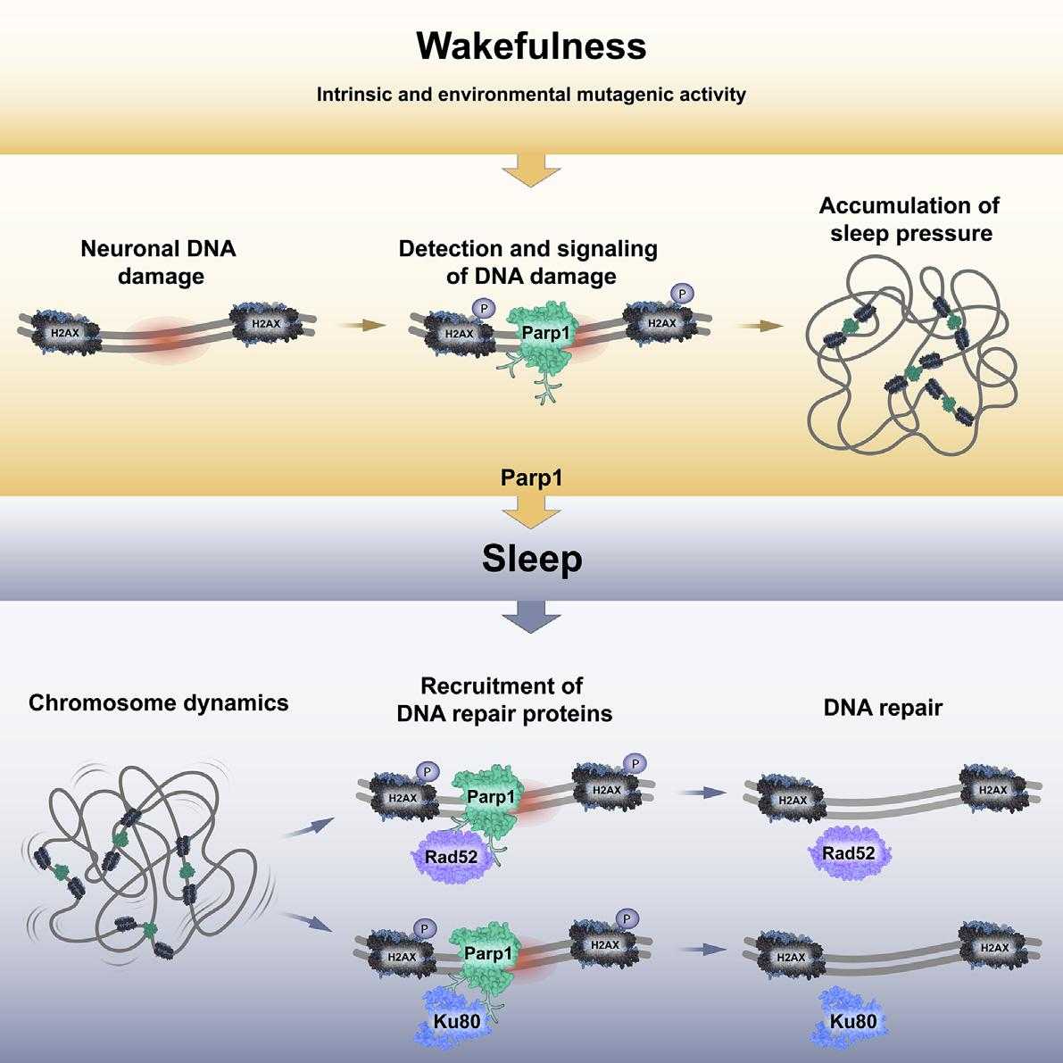 Сон способствует «починке» ДНК в нейронах