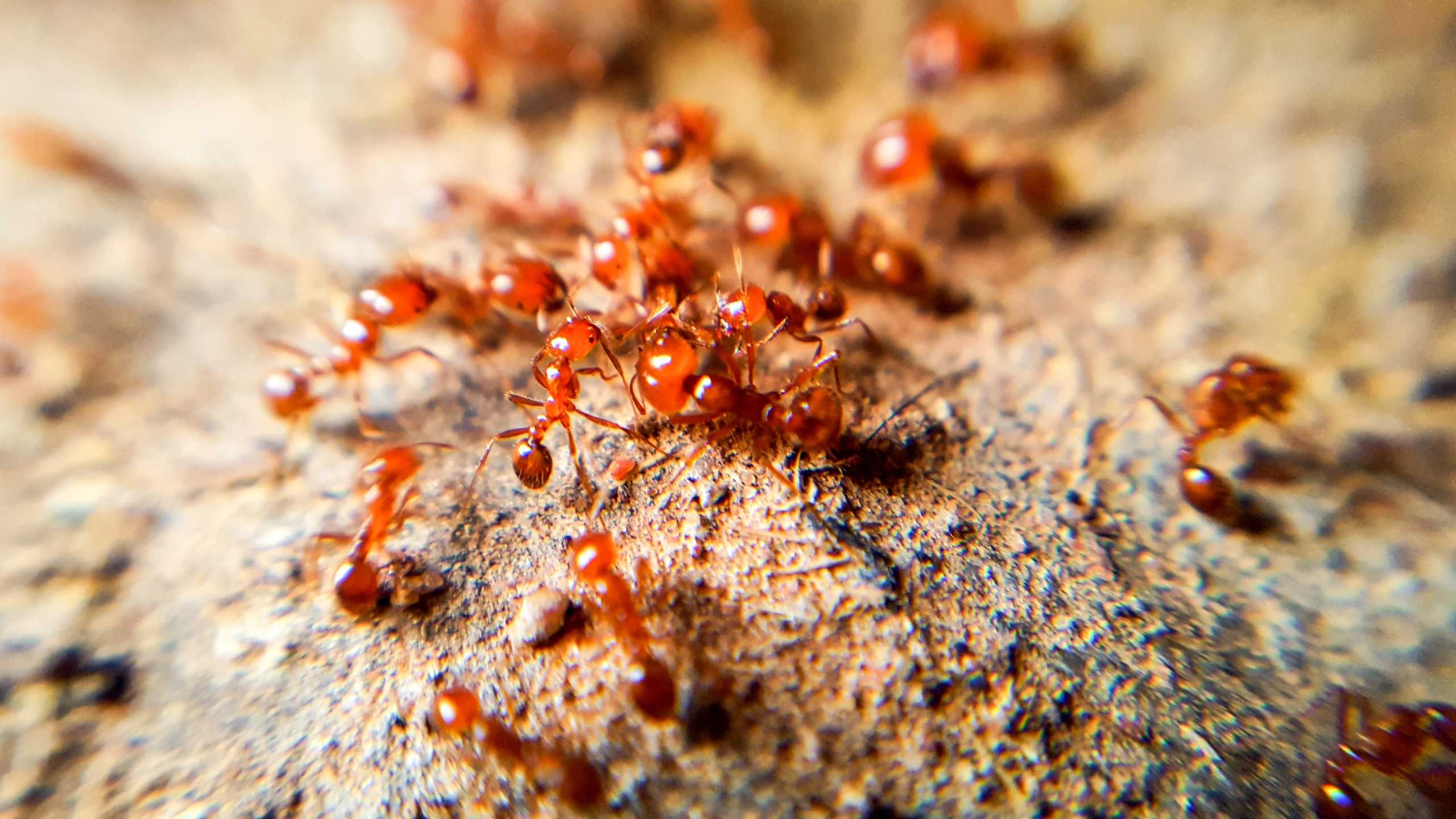 Человек-муравей: как влияет глобализация и коллективный разум на размер мозга человека