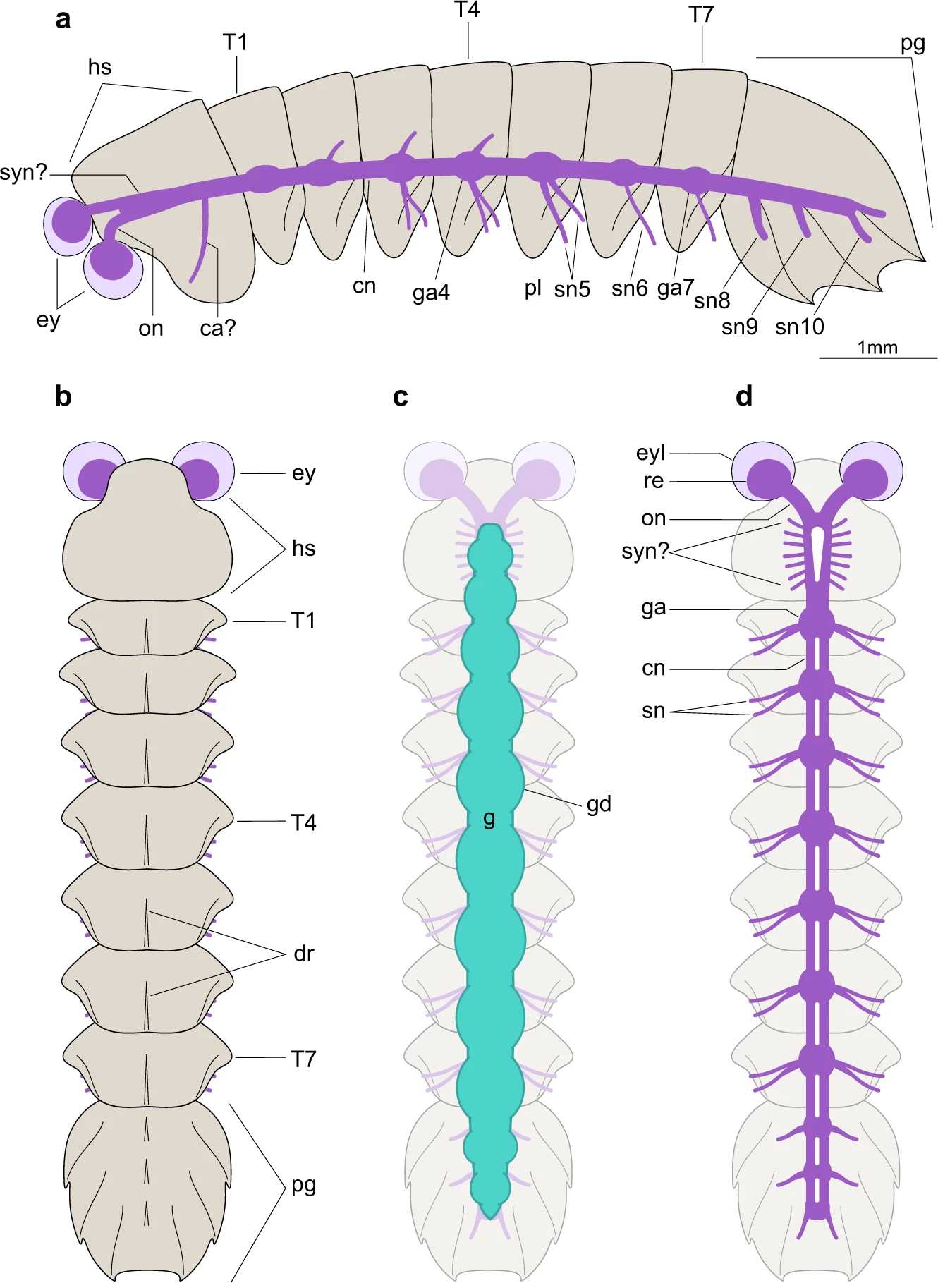 В окаменевшем Mollisonia symmetrica сохранилась нервная система