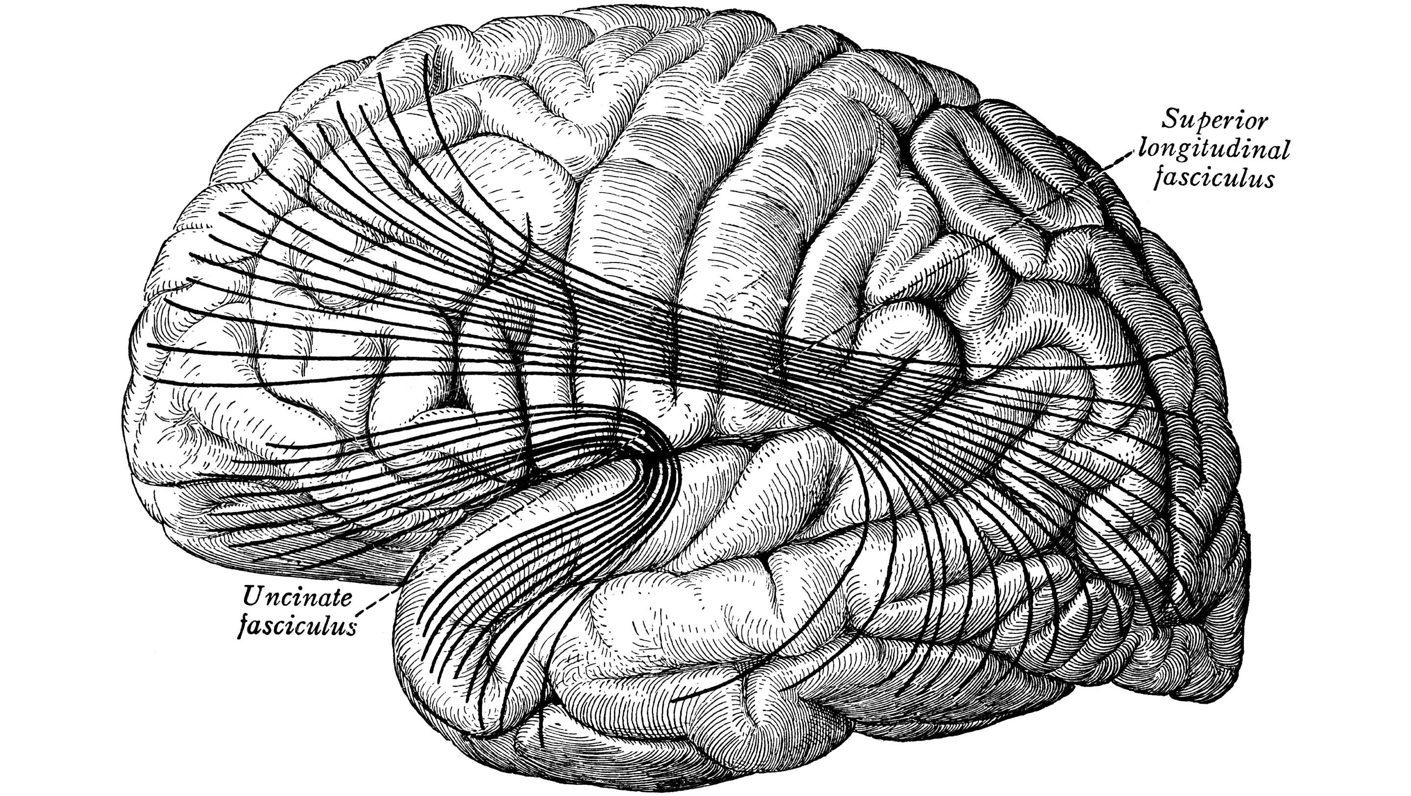 Как музыка формирует когнитивный резерв мозга