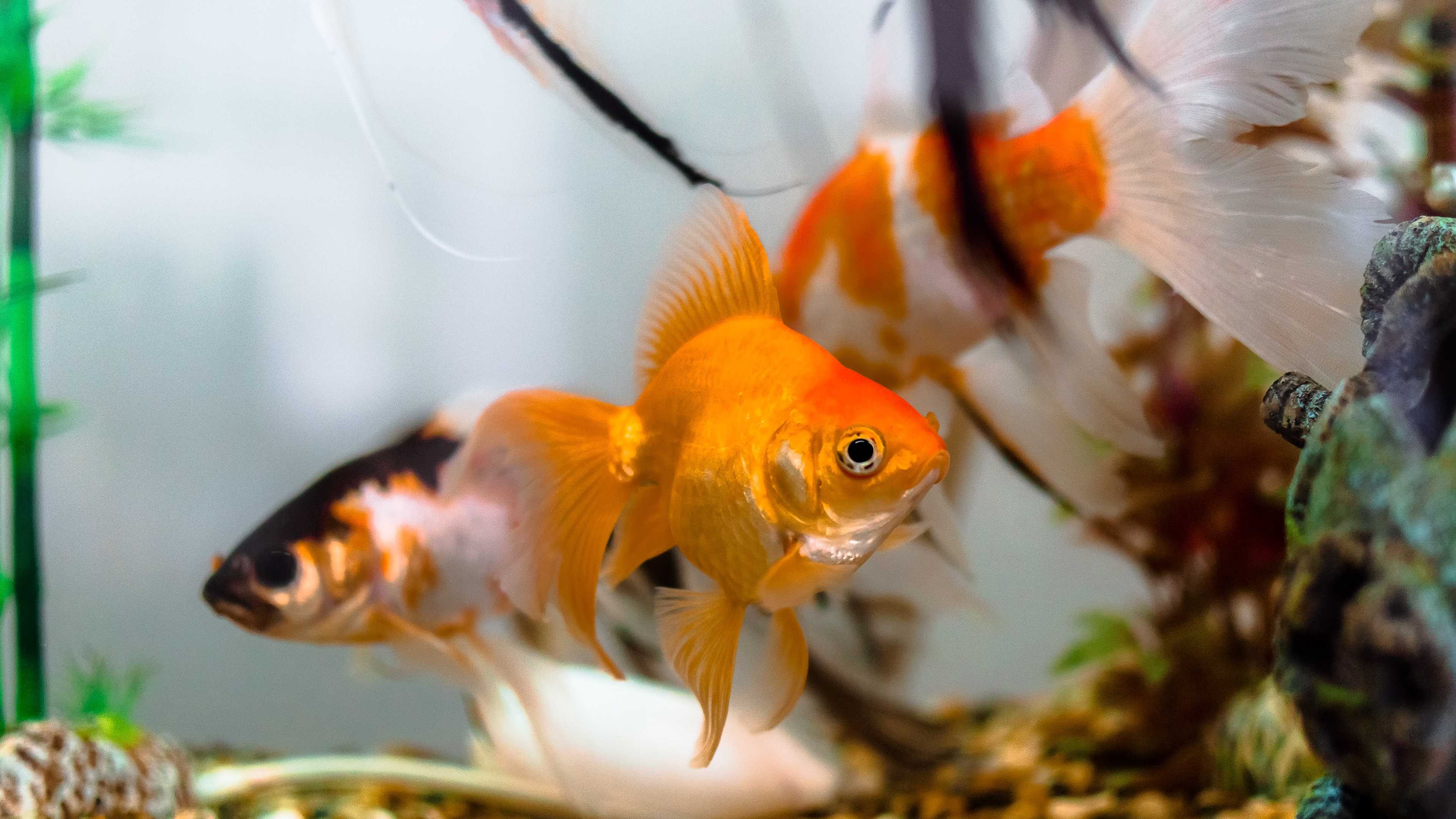 Израильские ученые научили рыб управлять аквариумом на колесах