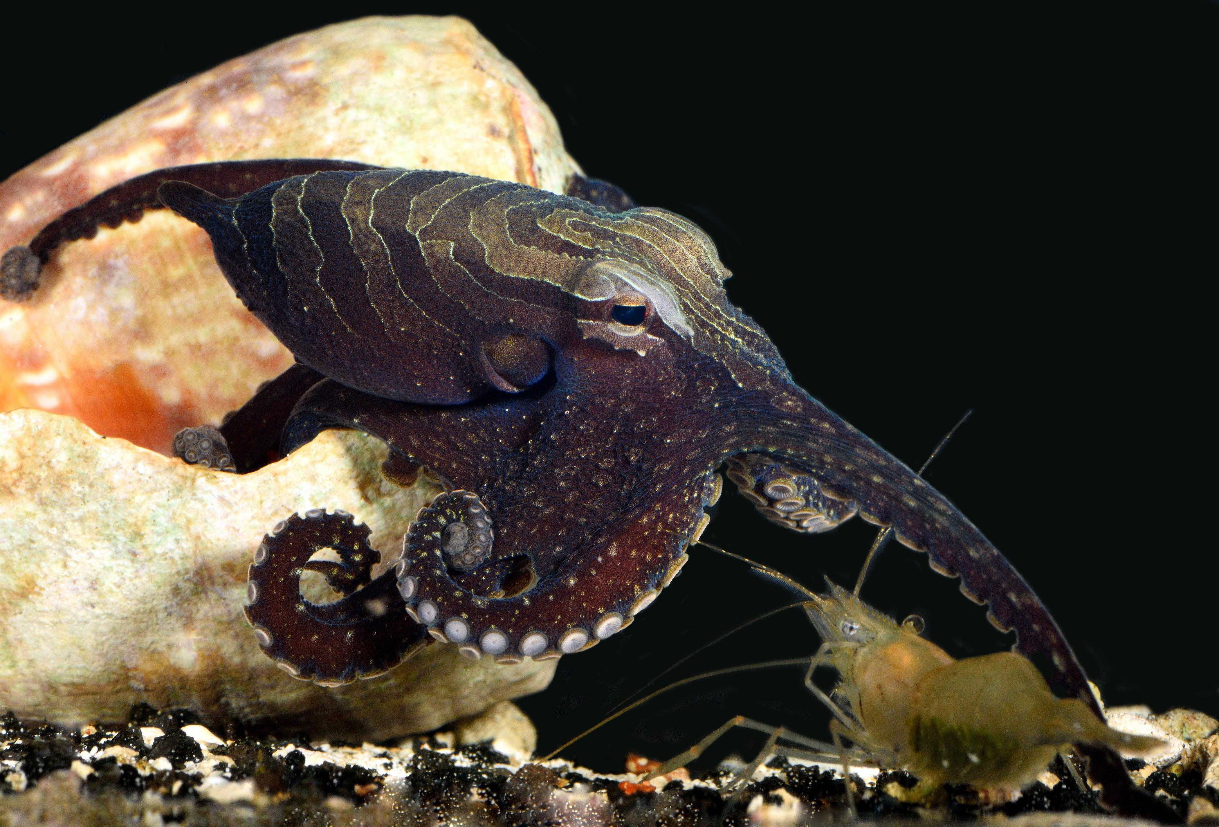 Почему осьминоги такие умные